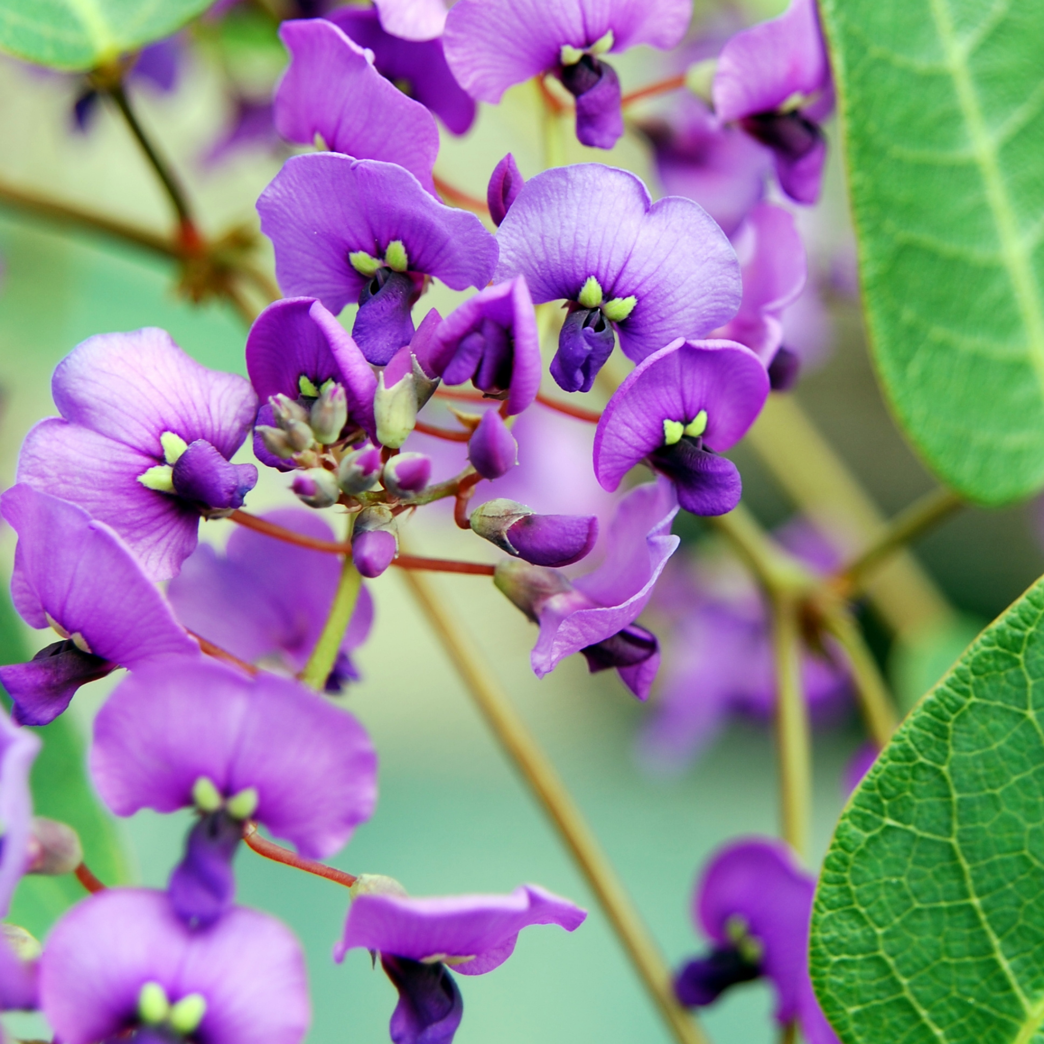 Happy Wanderer Purple Coral Pea - Hardenbergia violacea Meema