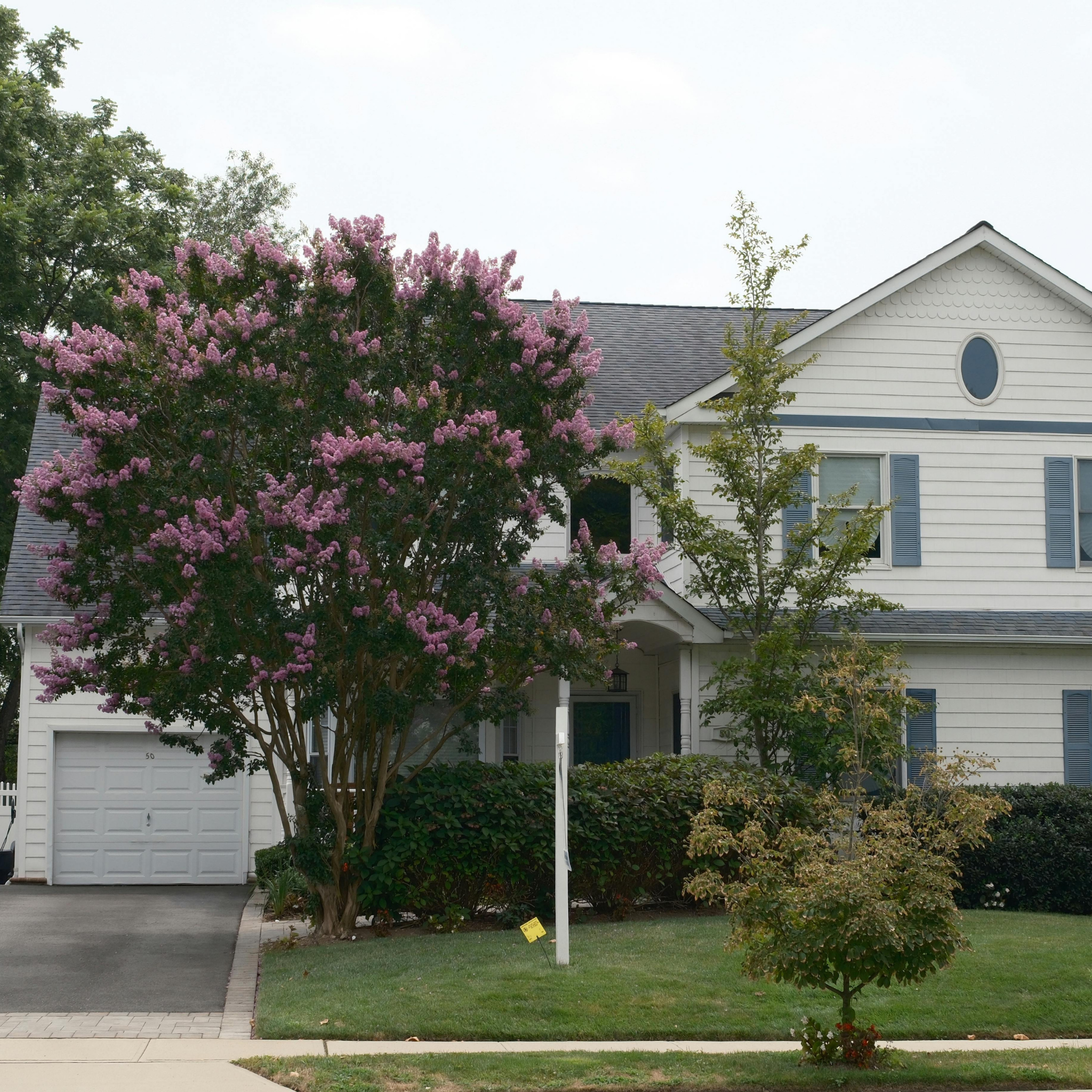 Purple Crepe Myrtle - Lagerstroemia indica fauriei Lipan