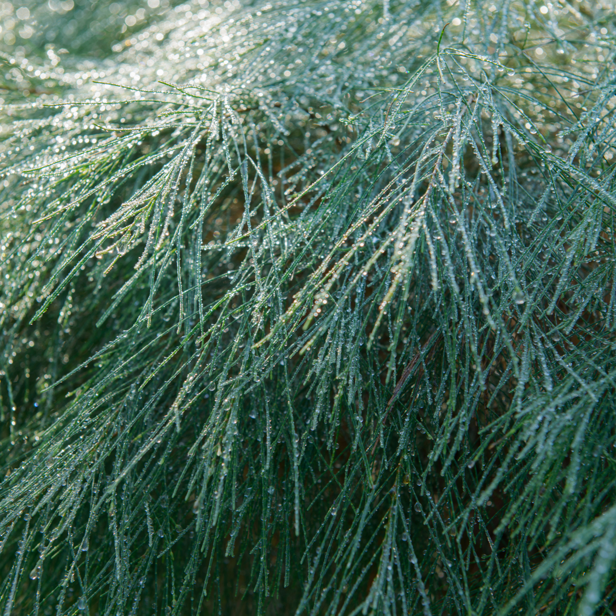 Groundcover Sheoak Green Wave - Casuarina glauca 'Green Wave'