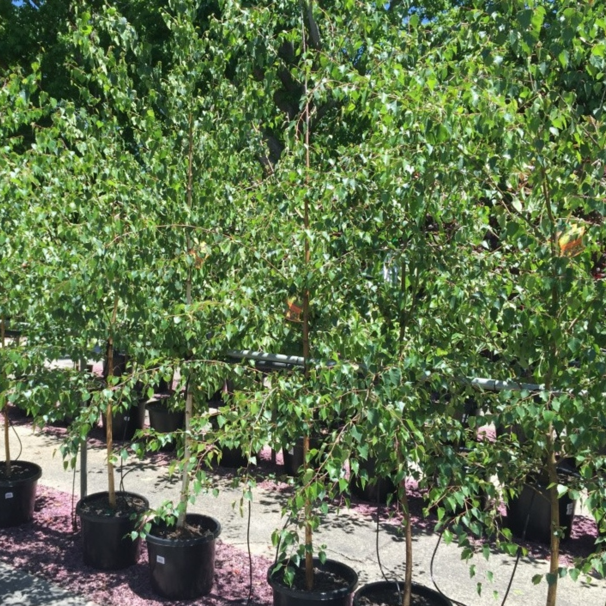 Row of young trees in pots with green leaves in a garden setting