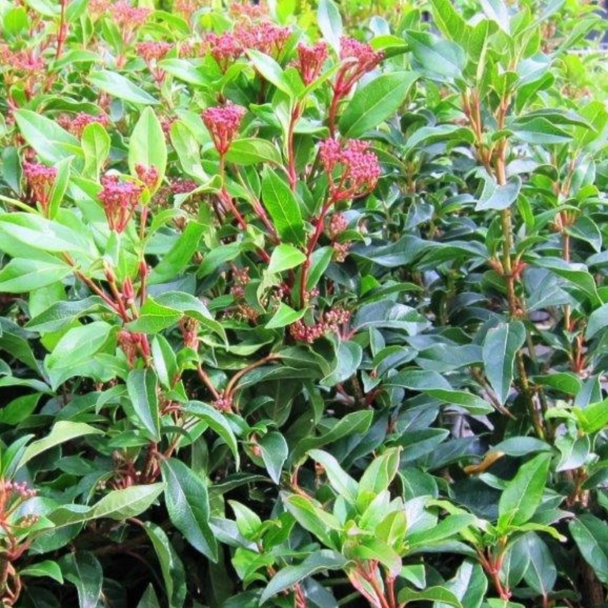 Viburnum tinus - Laurustinus