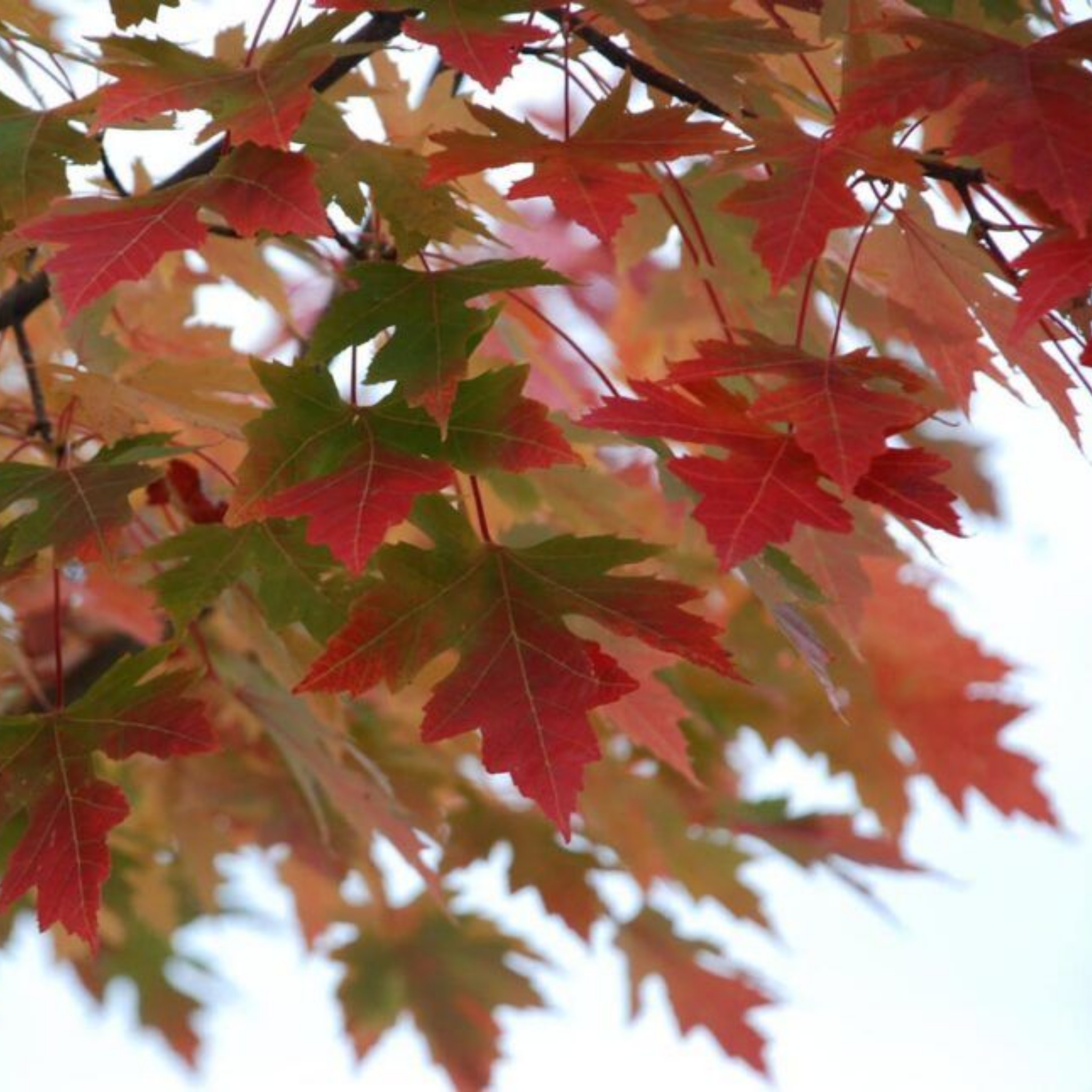 Close-up of red and green maple leaves against a blurred background