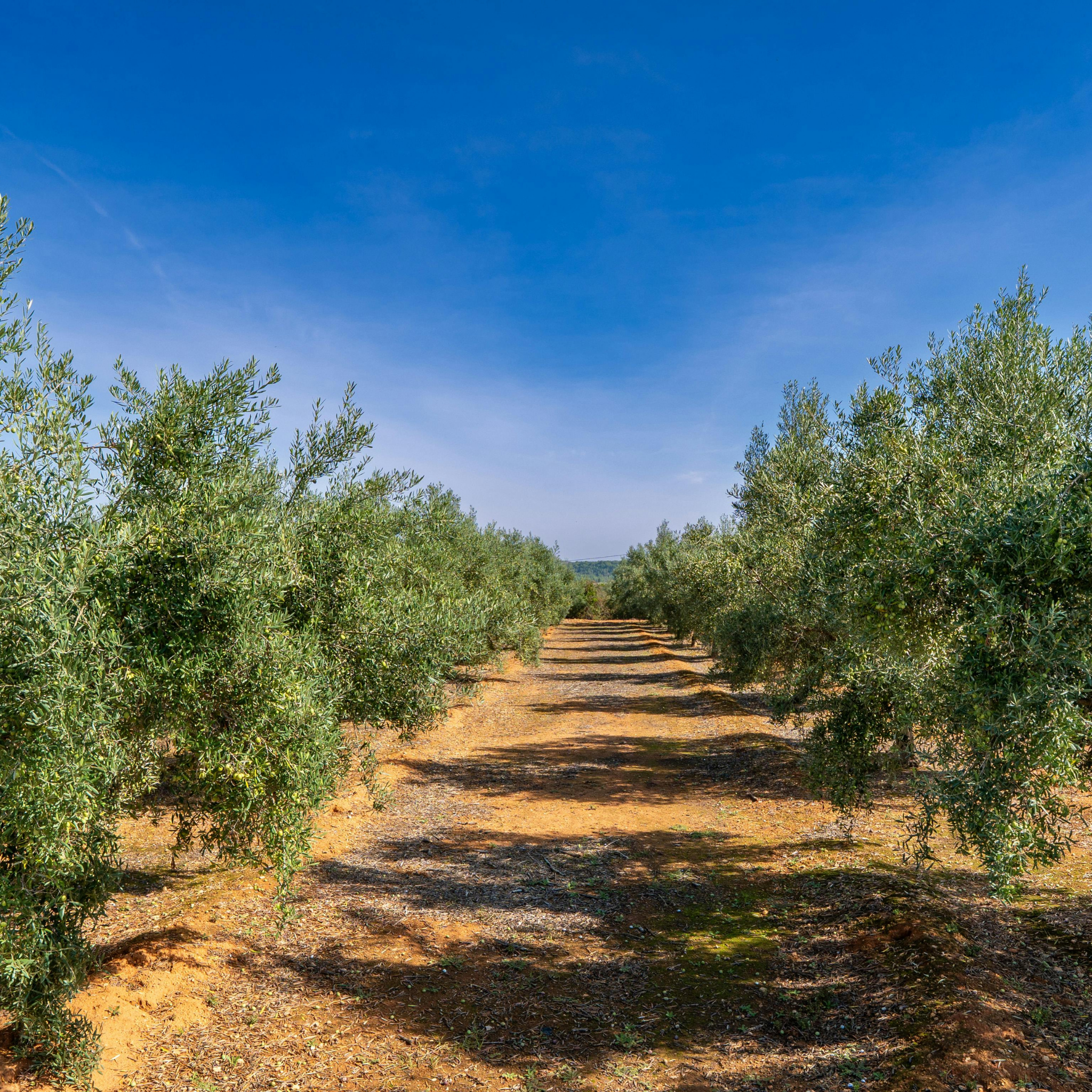 Common Olive Tree - Olea europaea