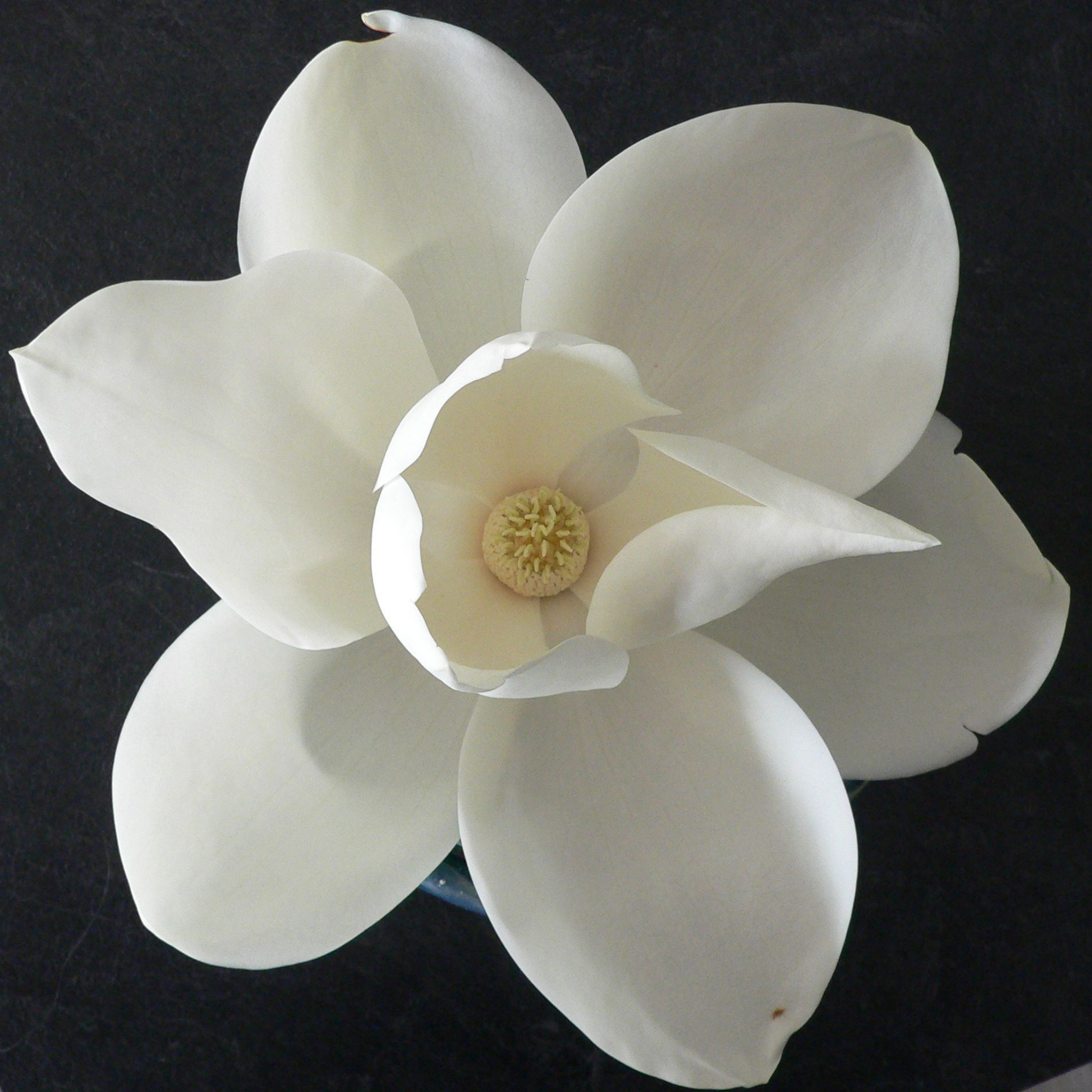 Fairy Cream  Magnolia - Magnolia hybrida Fairy Cream