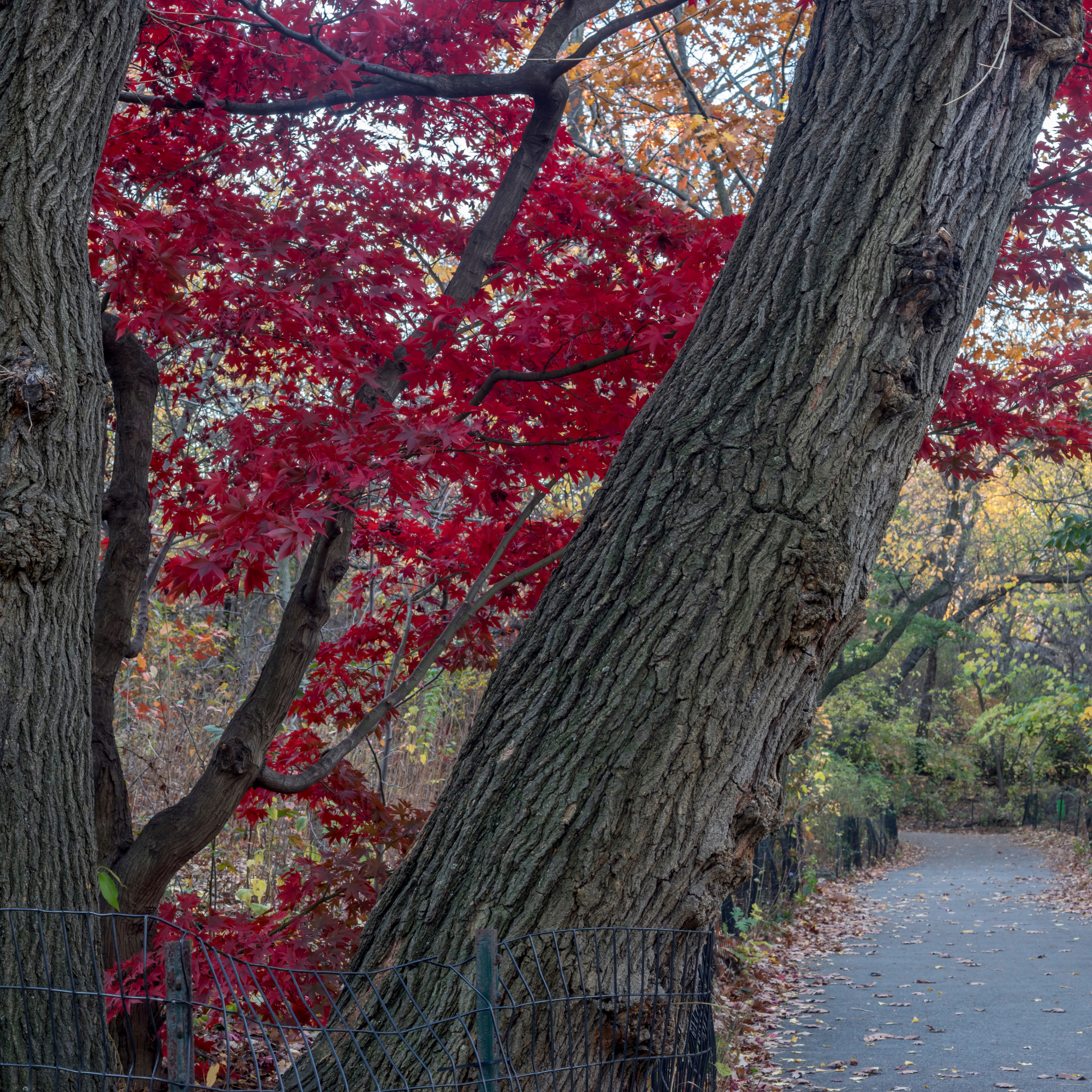 Autumn scene with red leafed trees lining a path