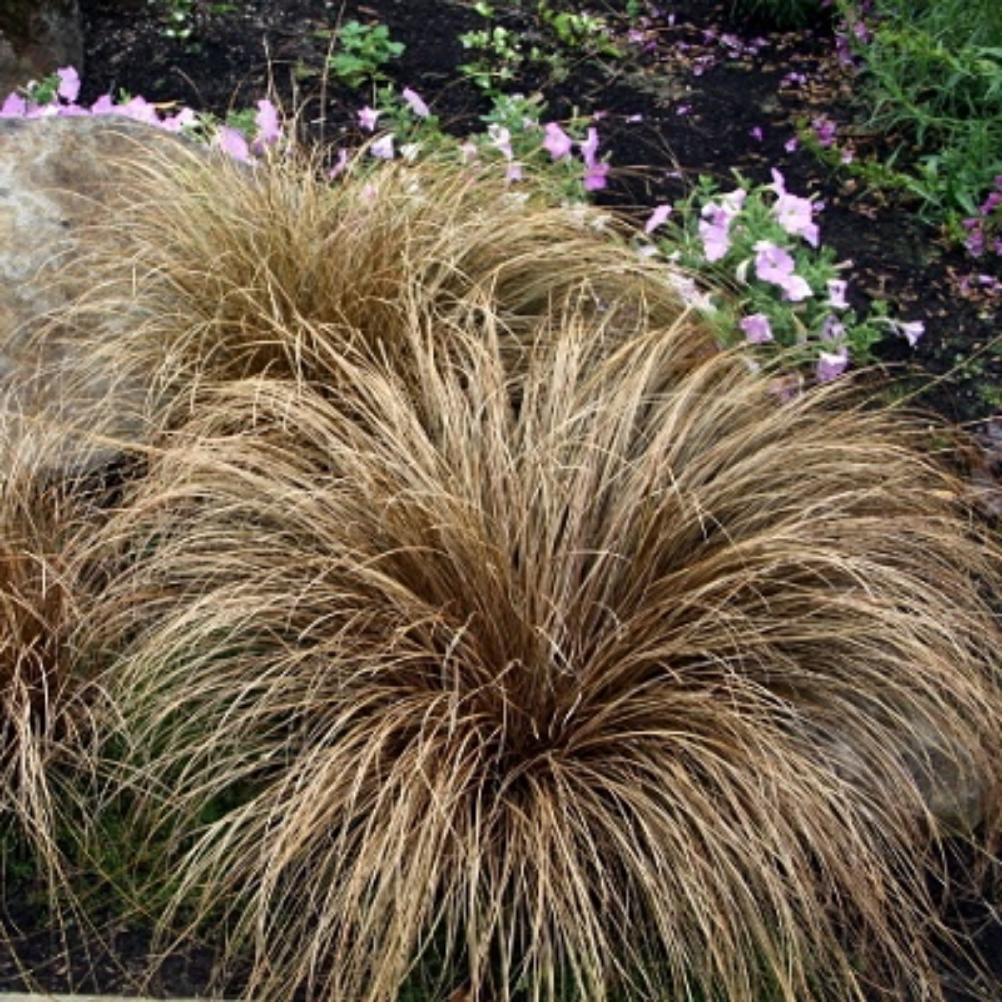 Brown ornamental grass with purple flowers in the background