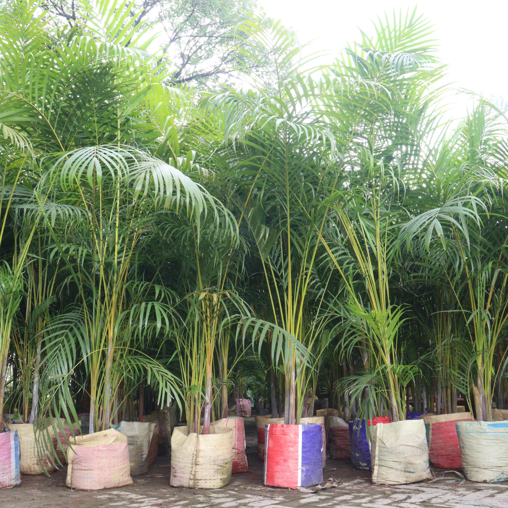 Areca Golden Cane Palm - Dypsis lutescens