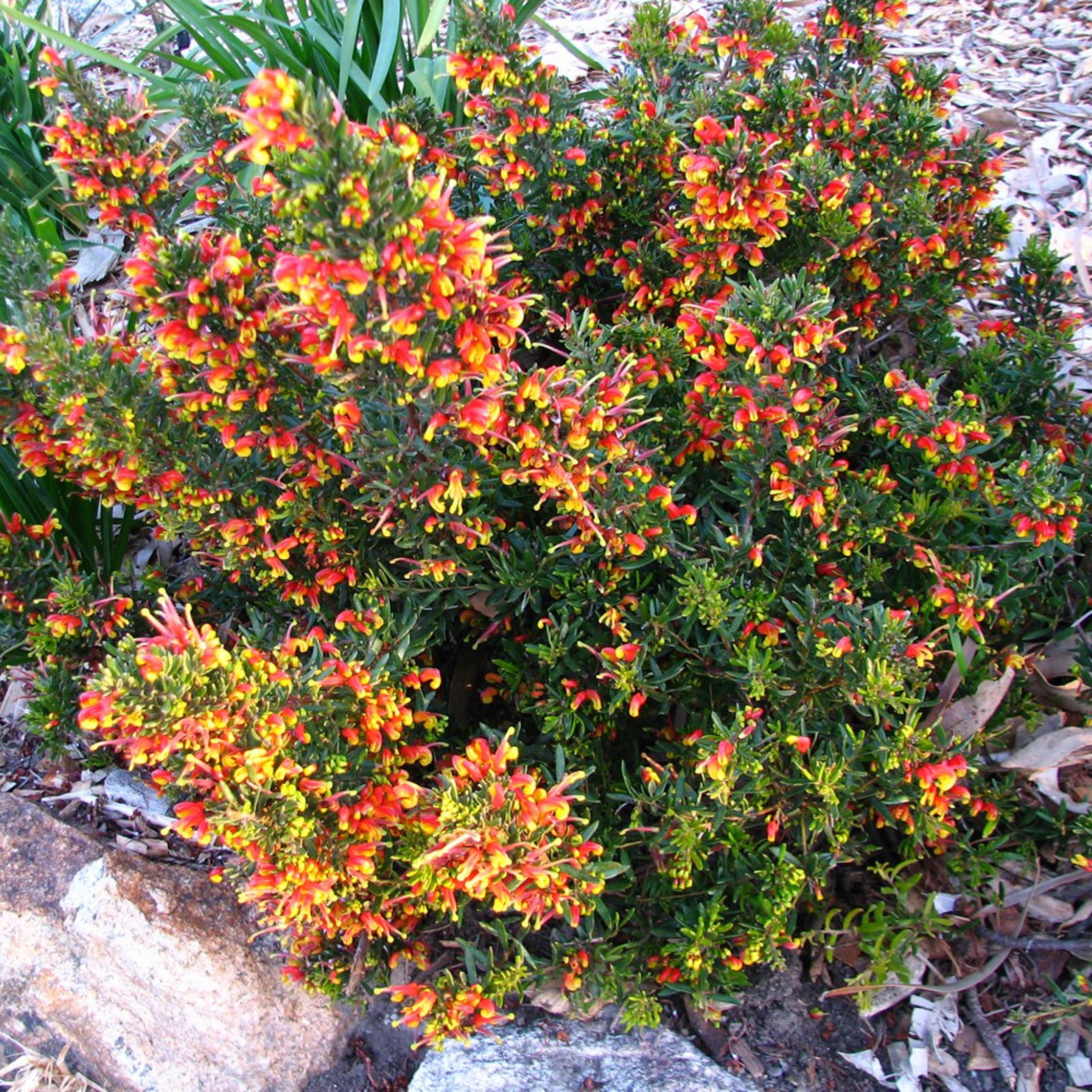 Grevillea 'Fireworks' - Grevillea hybrida Fireworks