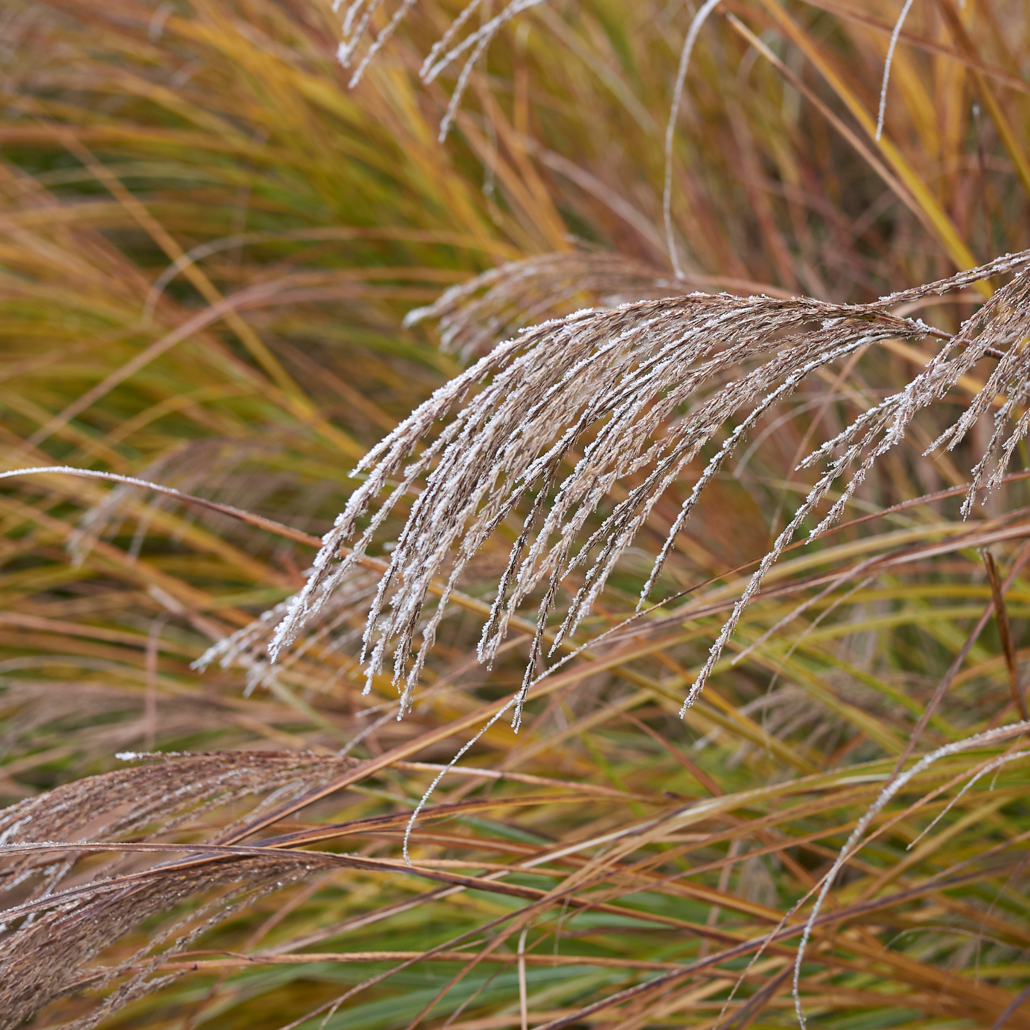 Chinese Silver Grass - Miscanthus sinensis Sarabande