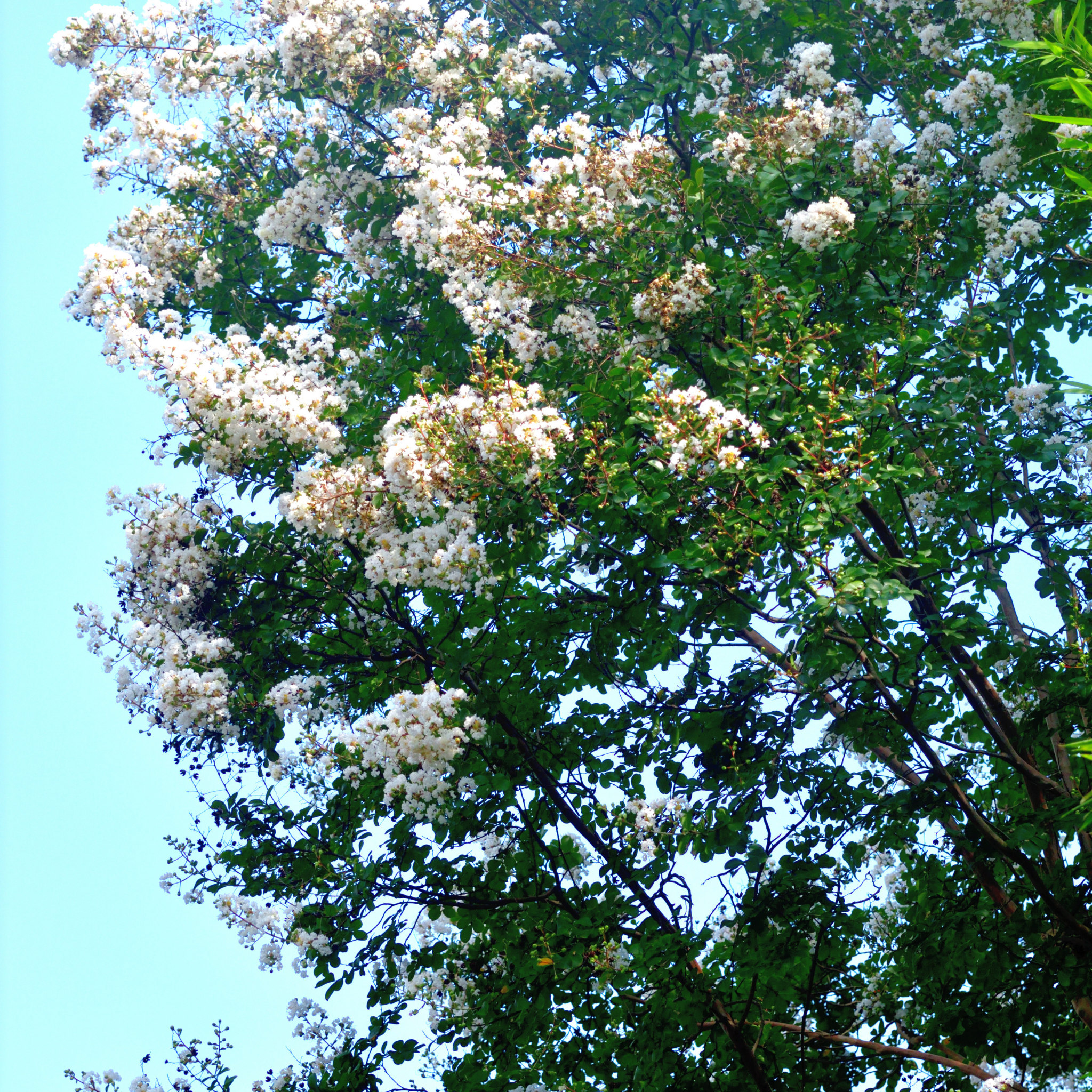 White Crepe Myrtle - Lagerstroemia indica fauriei Natchez