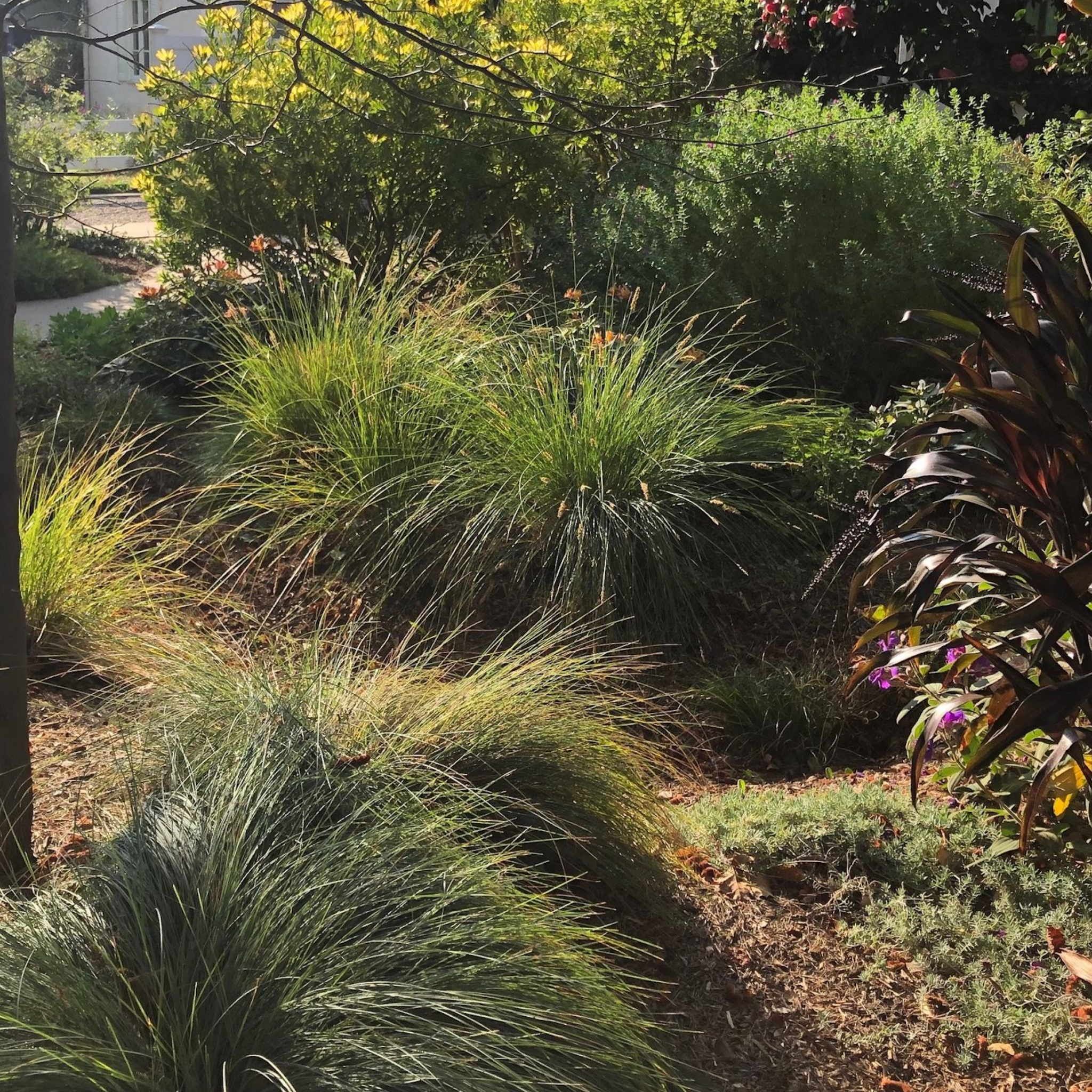 Garden with tall grasses and shrubs in a natural setting