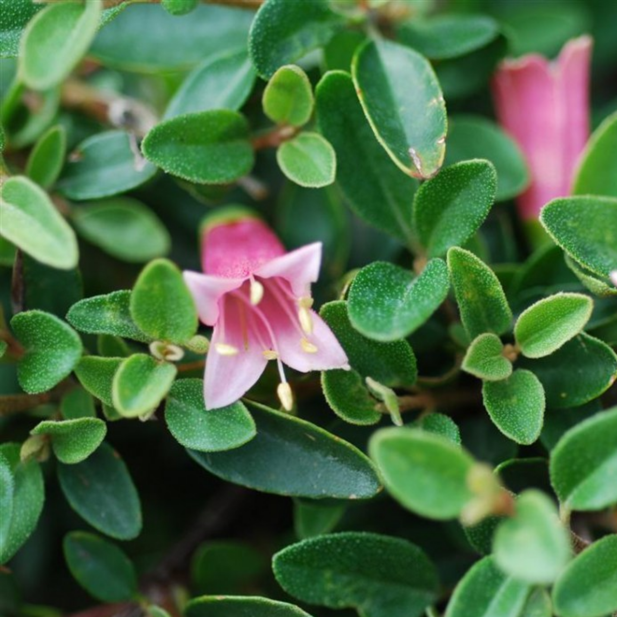 Correa Native Fushsia - Correa reflexa pulchella 'Dusky Bells'