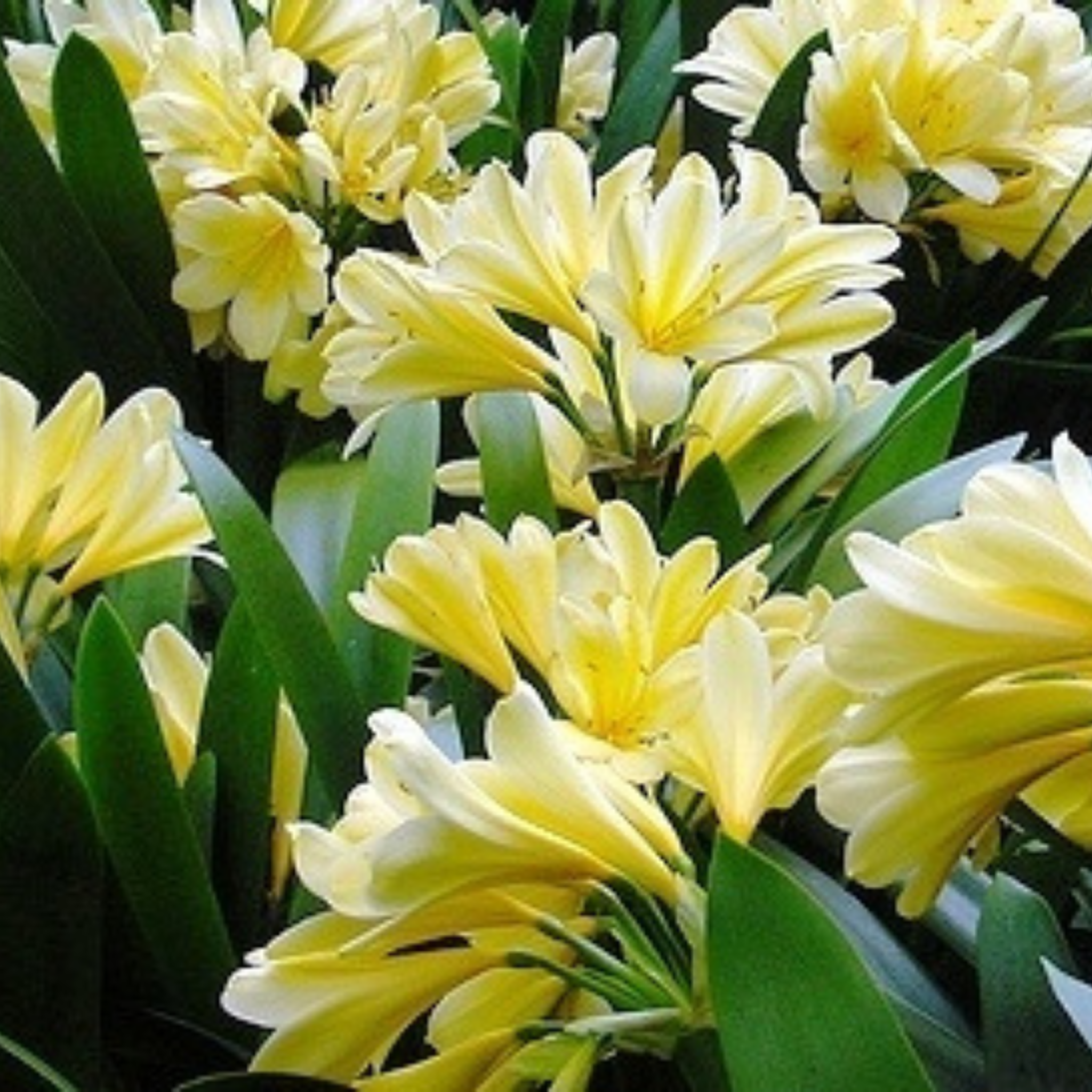 Close-up of yellow flowers with green leaves