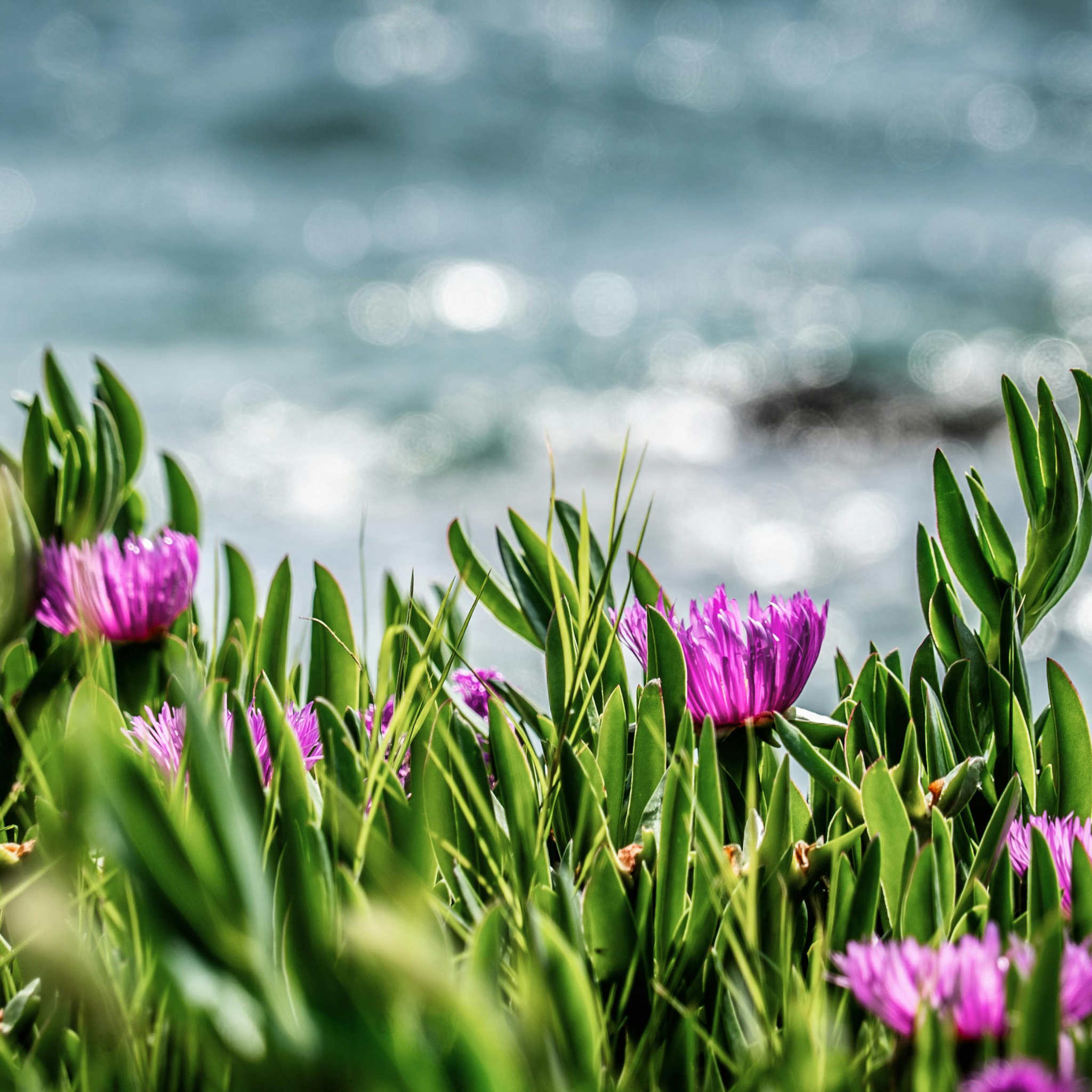 Native Pigface - Carpobrotus rossii