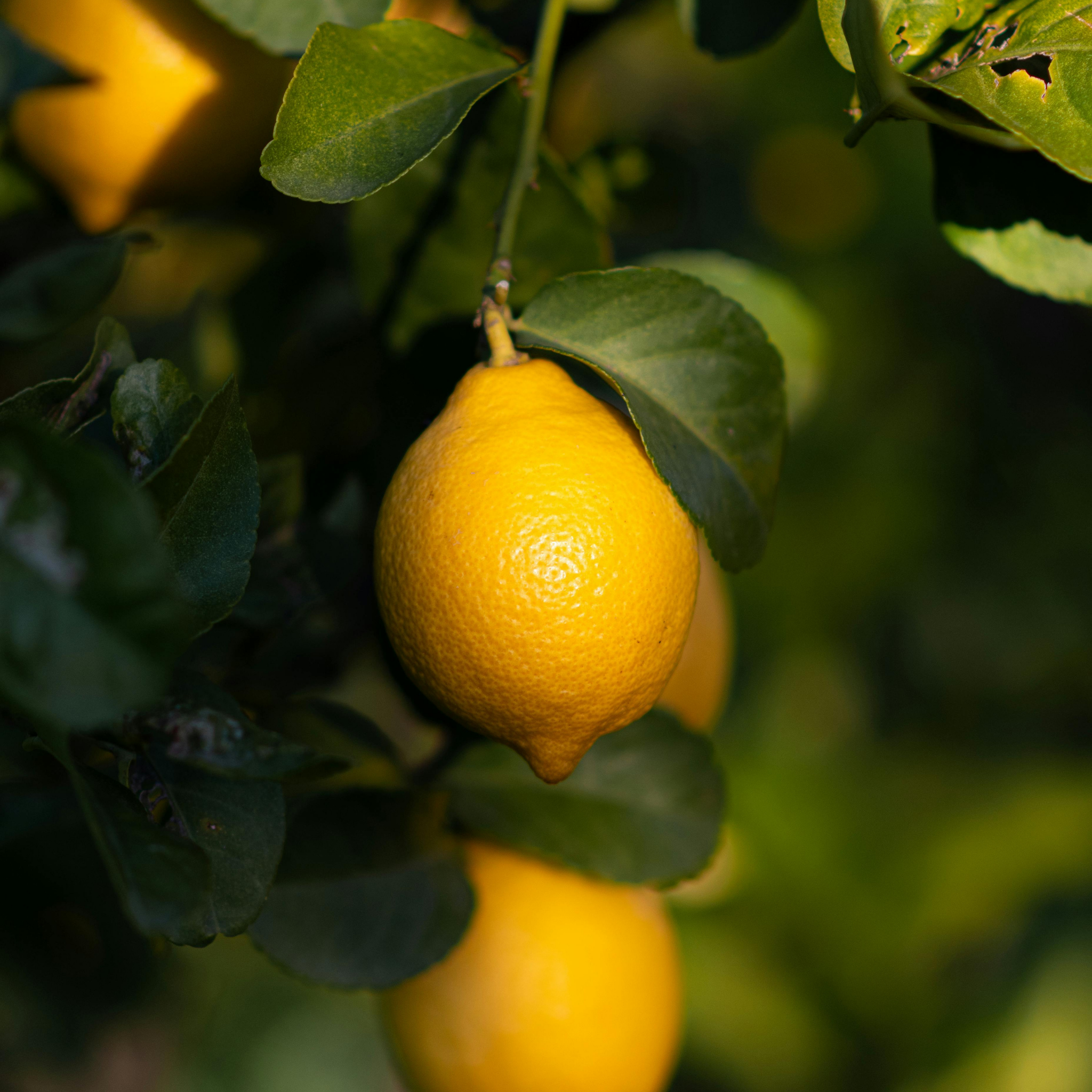 Dwarf Lemon Lots A Lemons - Citrus limon 'Lots A Lemons'