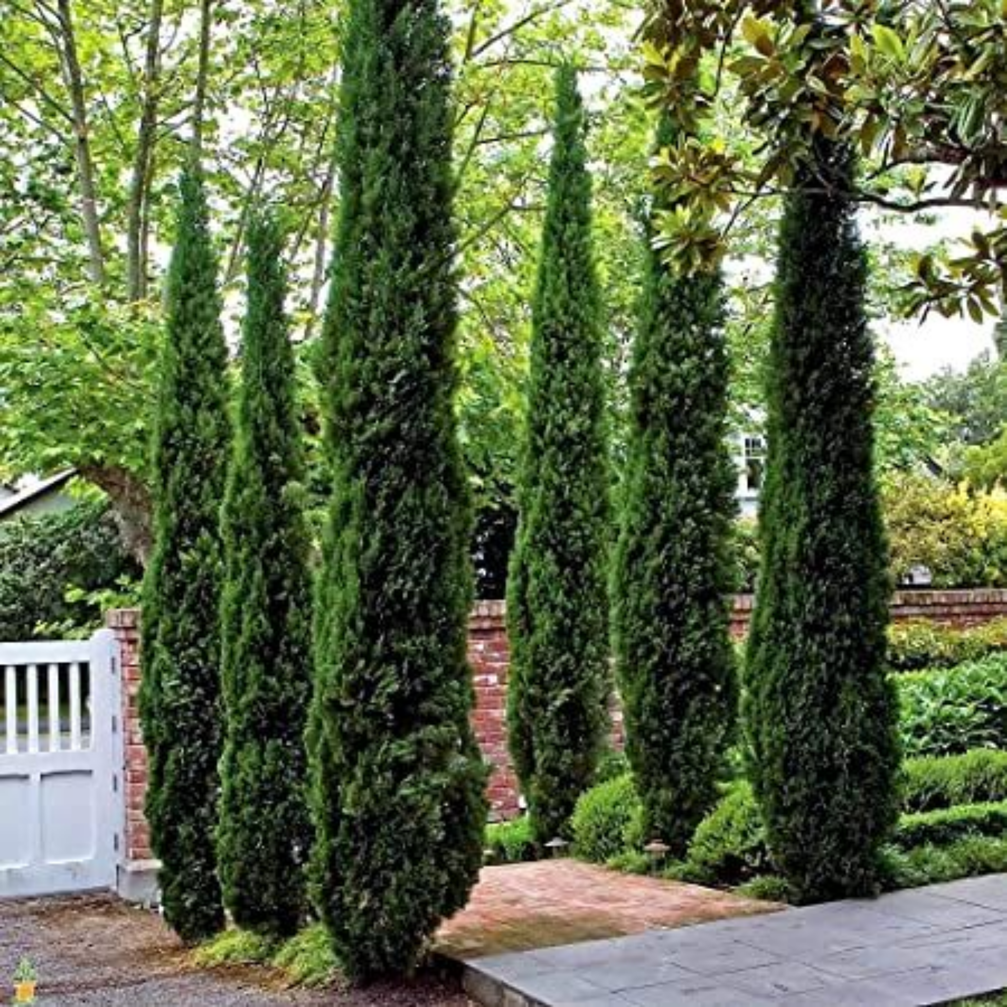 Glauca Pencil Pine - Italian Cypress Cupressus sempervirens