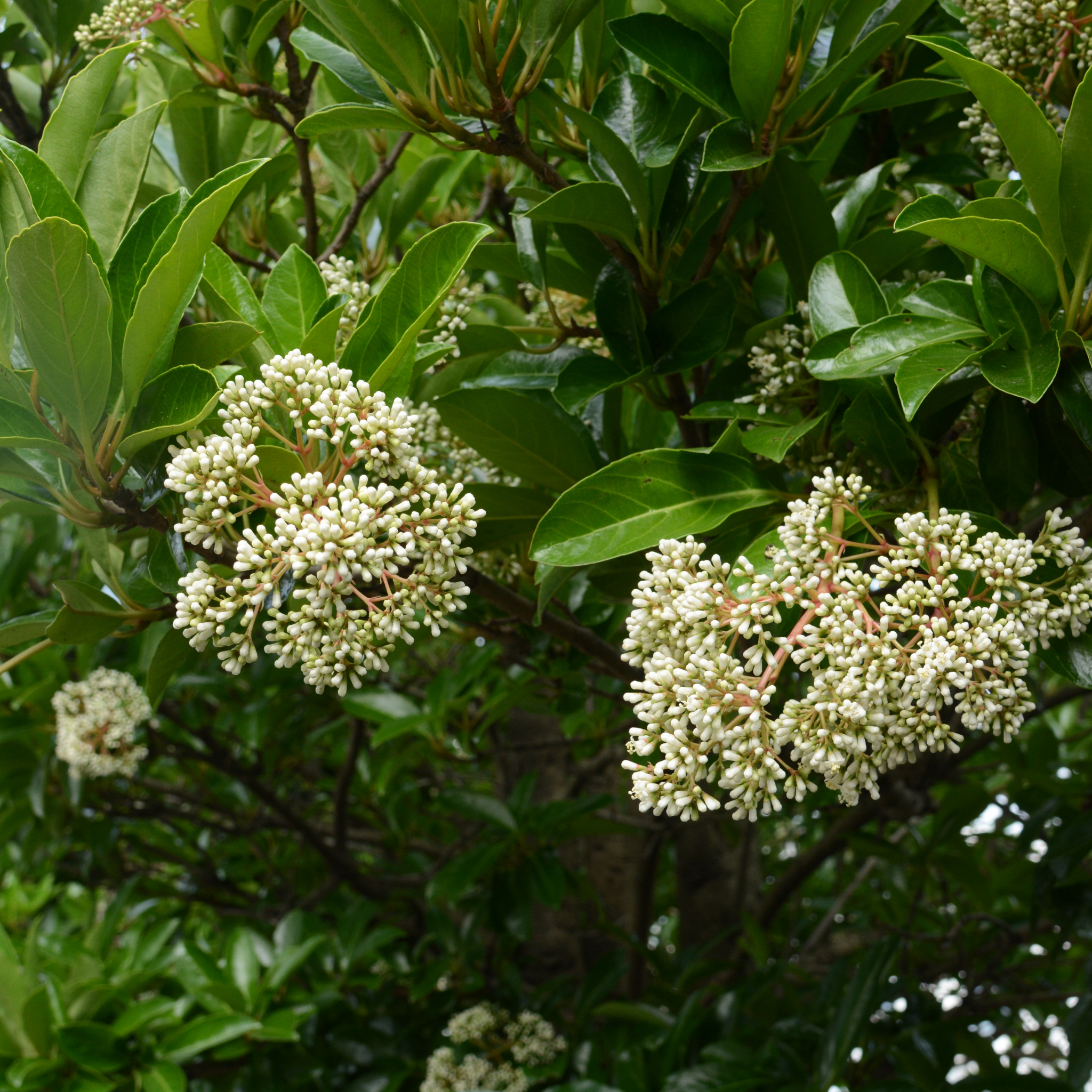 Sweet Viburnum - Viburnum Odoratissimum