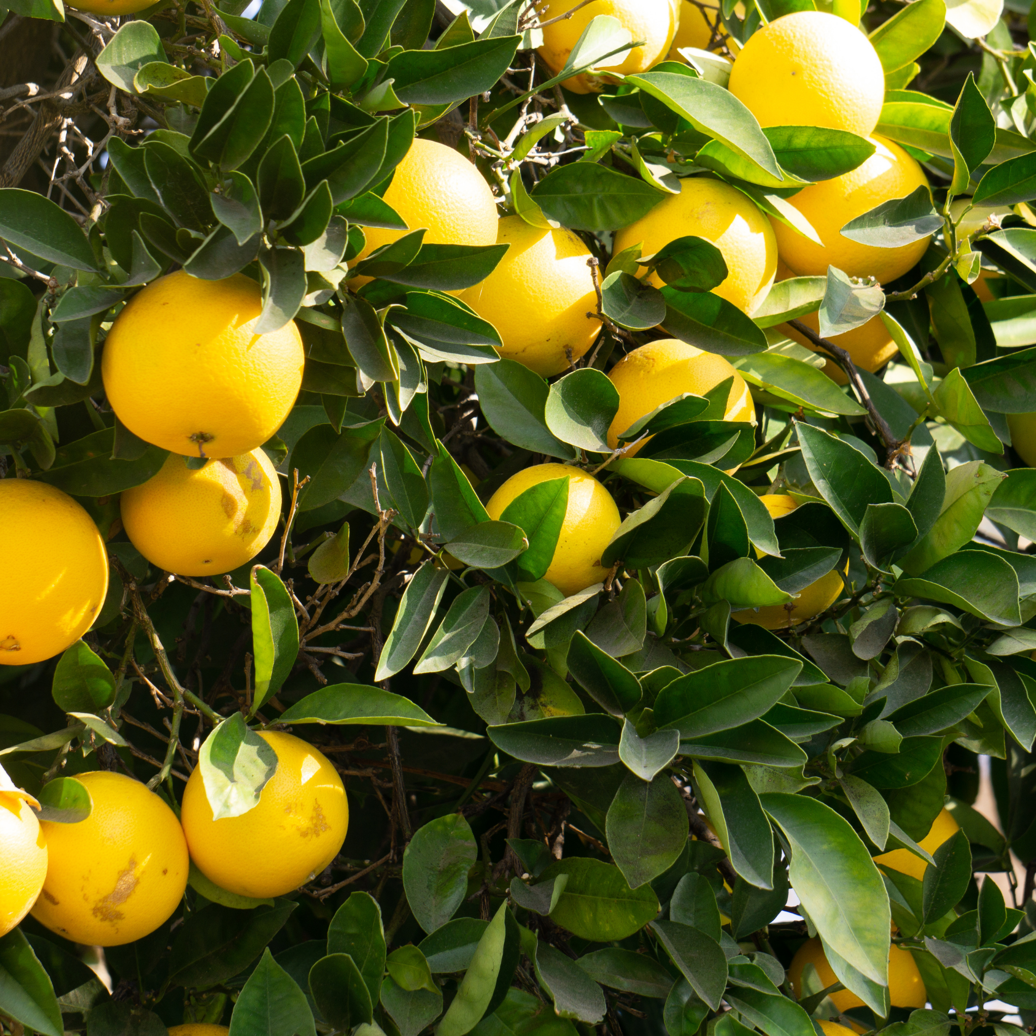 Dwarf Lemonicious Lemon - Citrus limon  Lemonicious