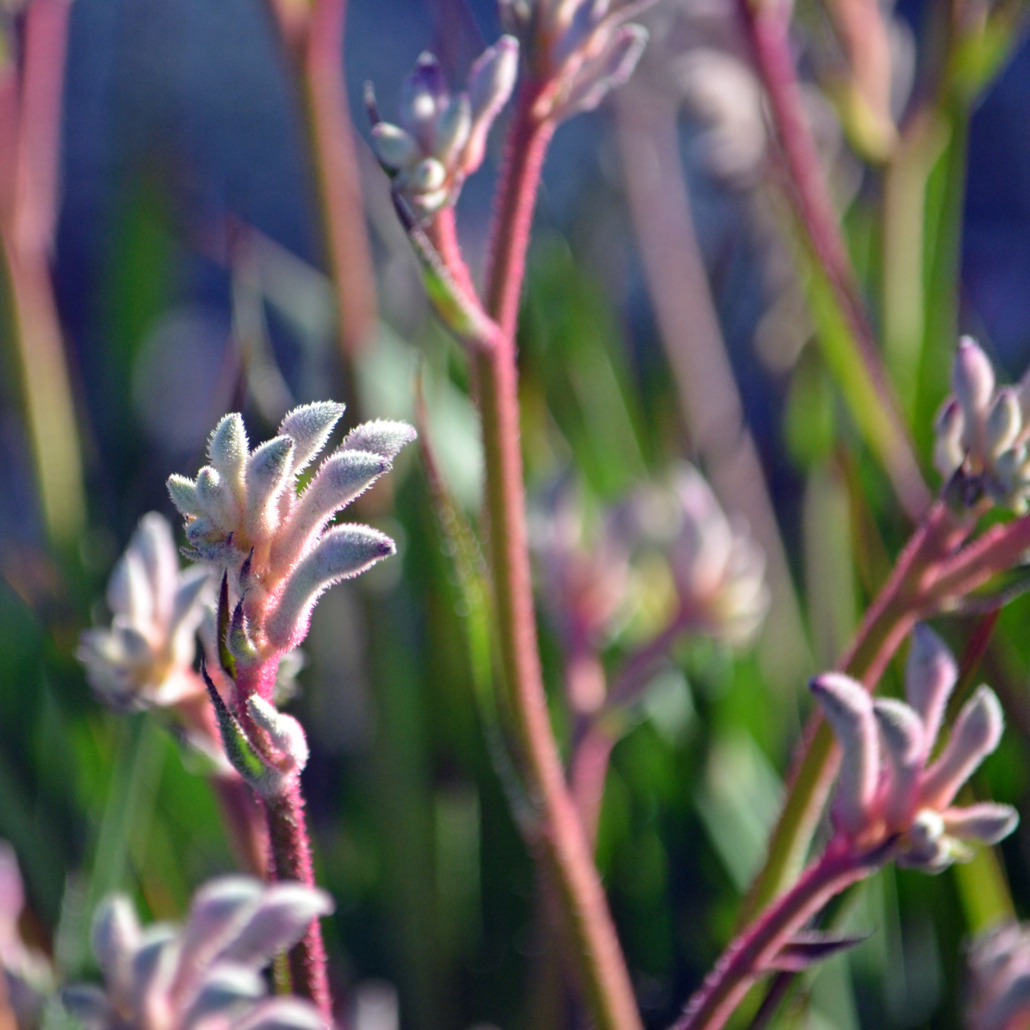 White Kangaroo Paw ‘Bush Diamond’ - Anigozanthos hybrida