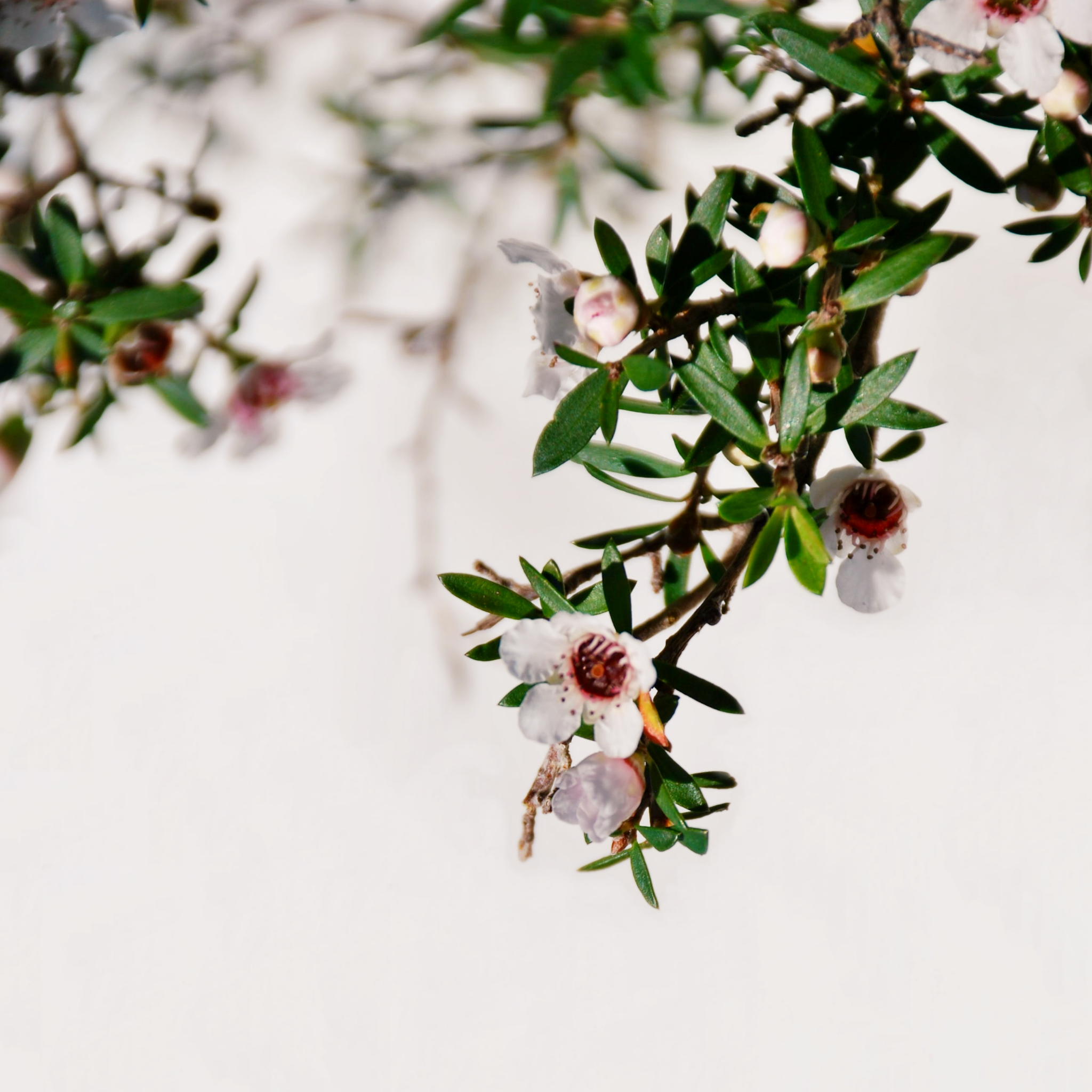 Prickly Tea Tree - Leptospermum continentale