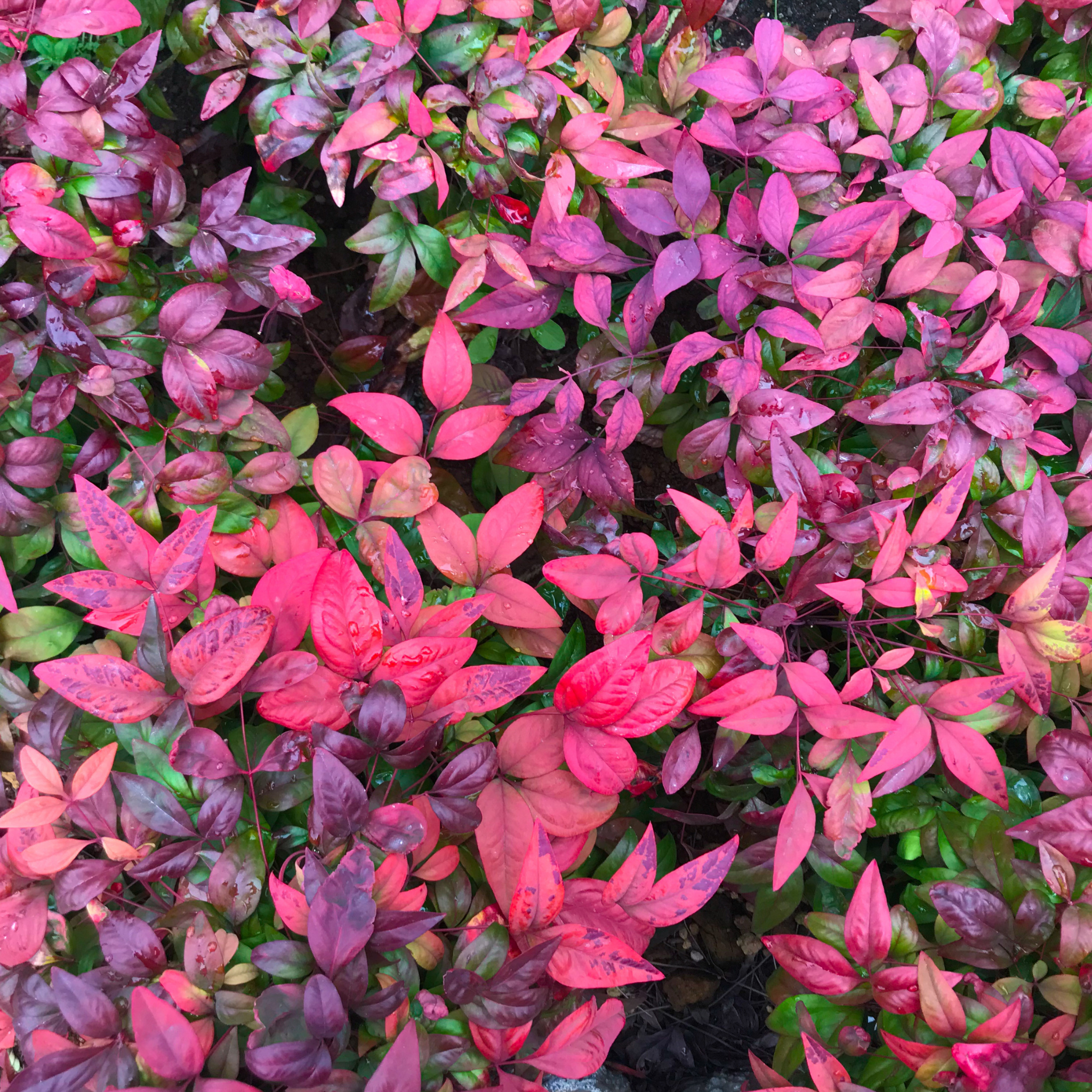 Nandina Dwarf - Nandina domestica Nana