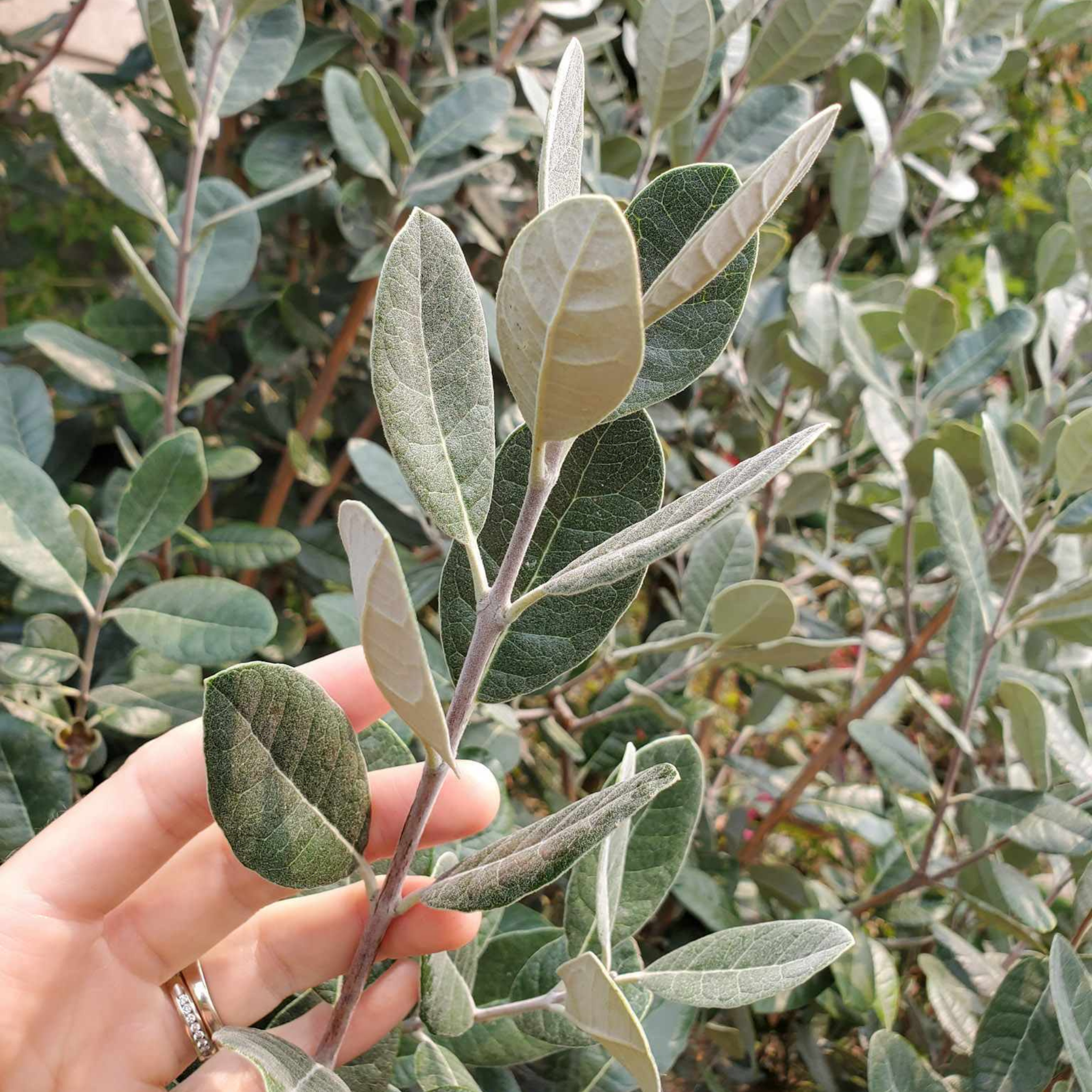Hand holding a branch with green leaves against a blurred natural background