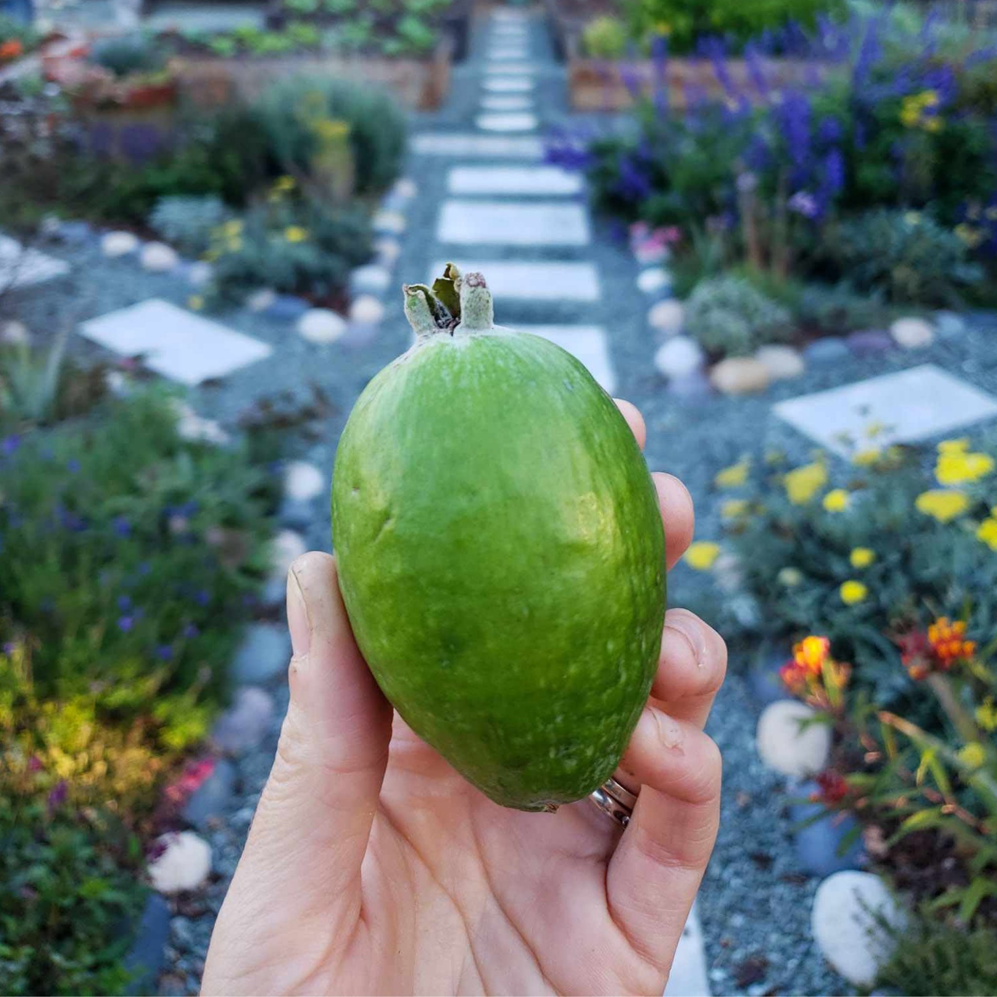 Hand holding Pineapple Guava with a garden path and flowers in the background