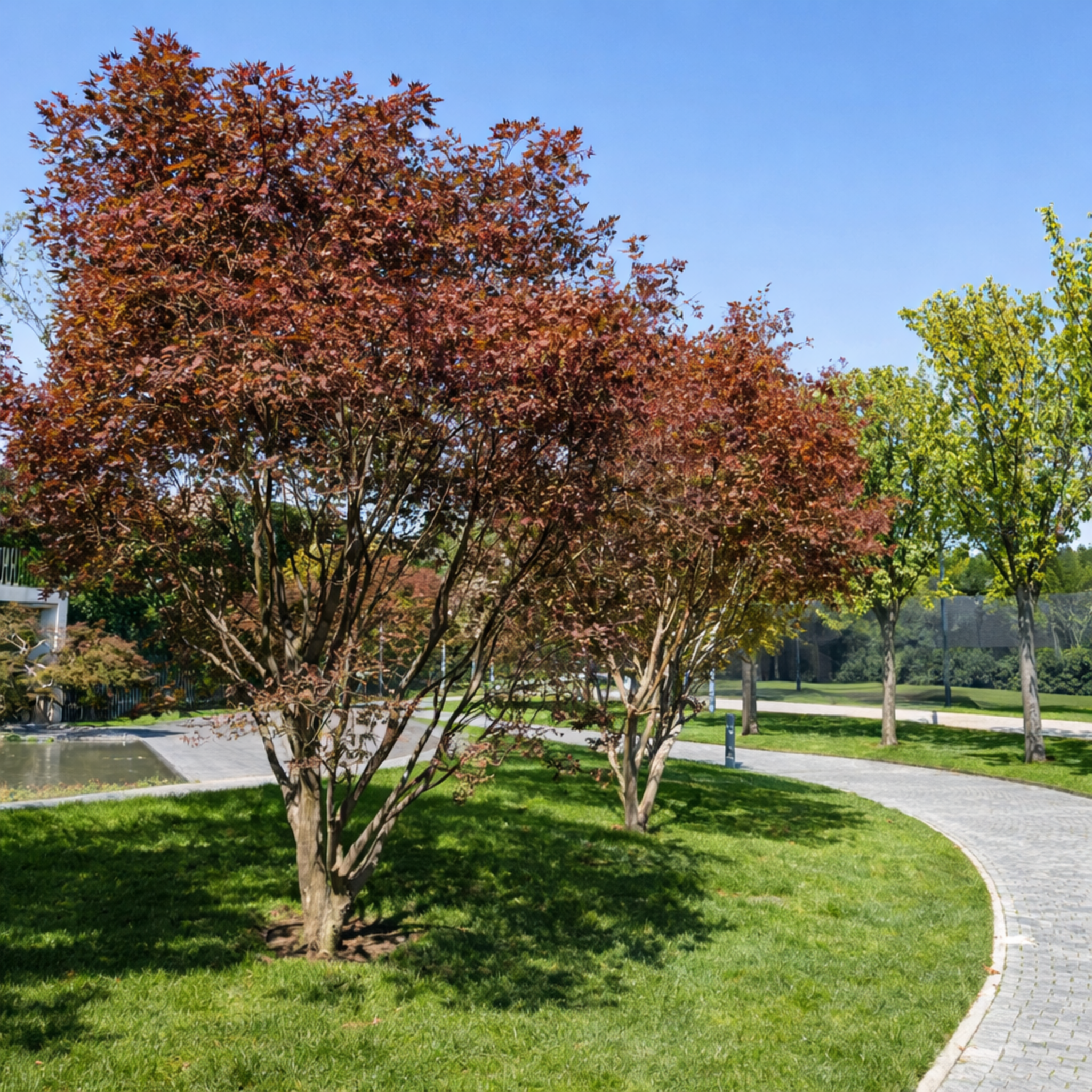 Acer platanoides ‘Crimson Sentry’ Maple