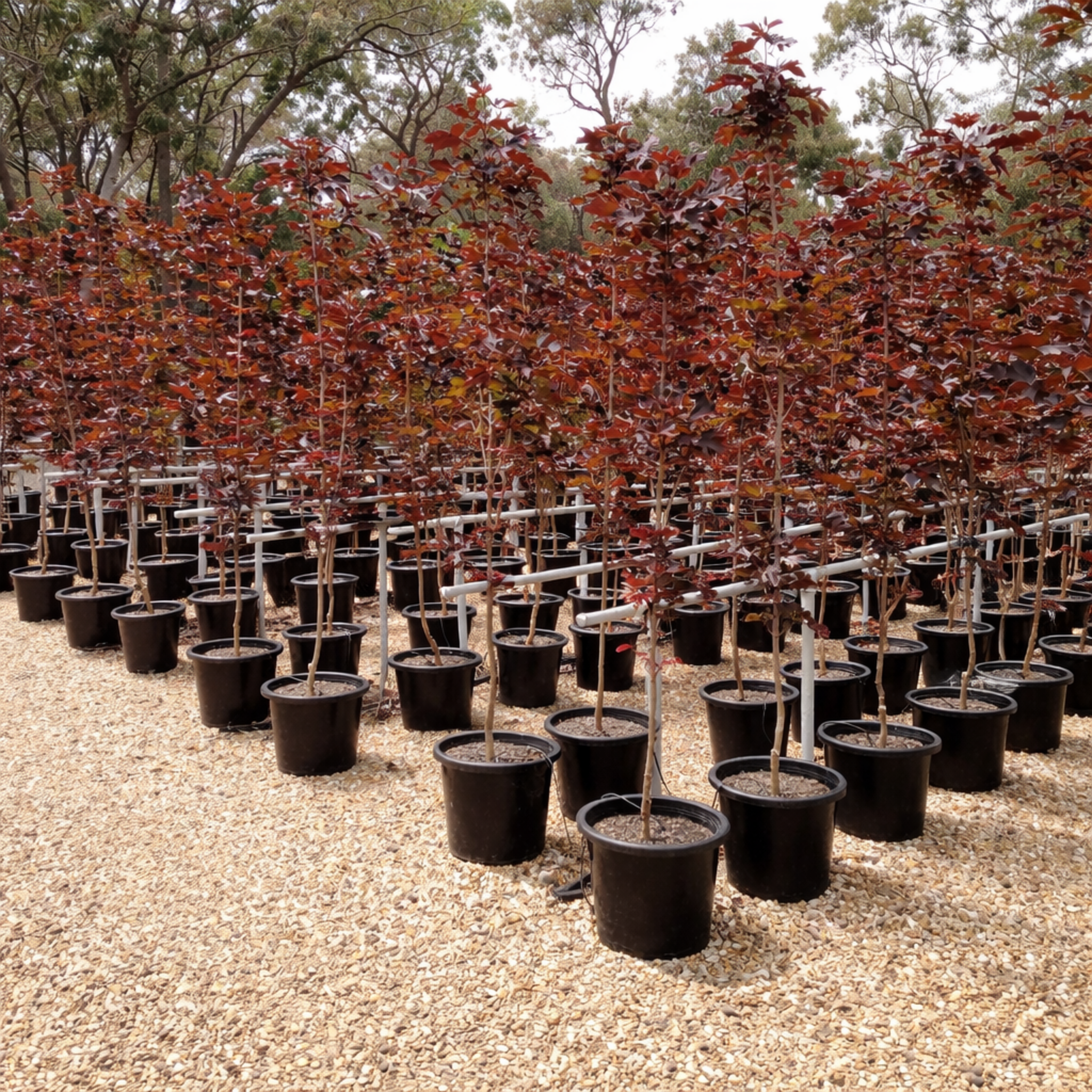 Acer platanoides ‘Crimson Sentry’ Maple