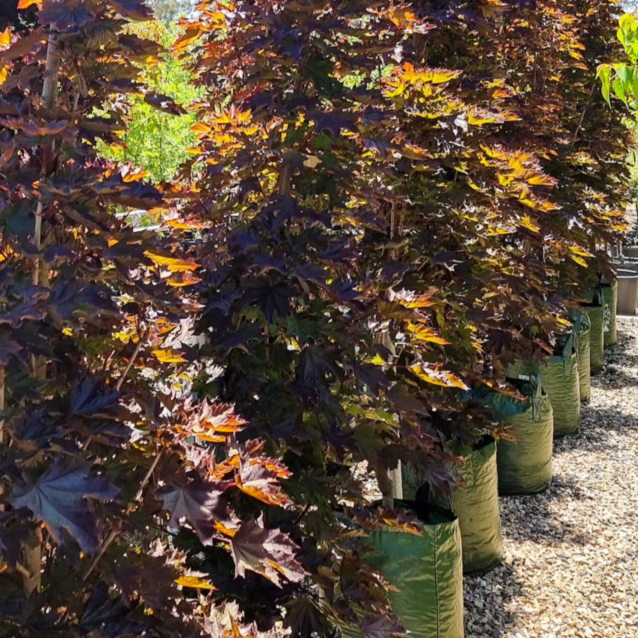 Acer platanoides ‘Crimson Sentry’ Maple