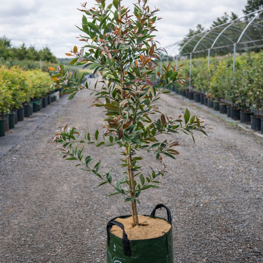Lilly Pilly 'Broad Leaf' - Acmena hemilampra