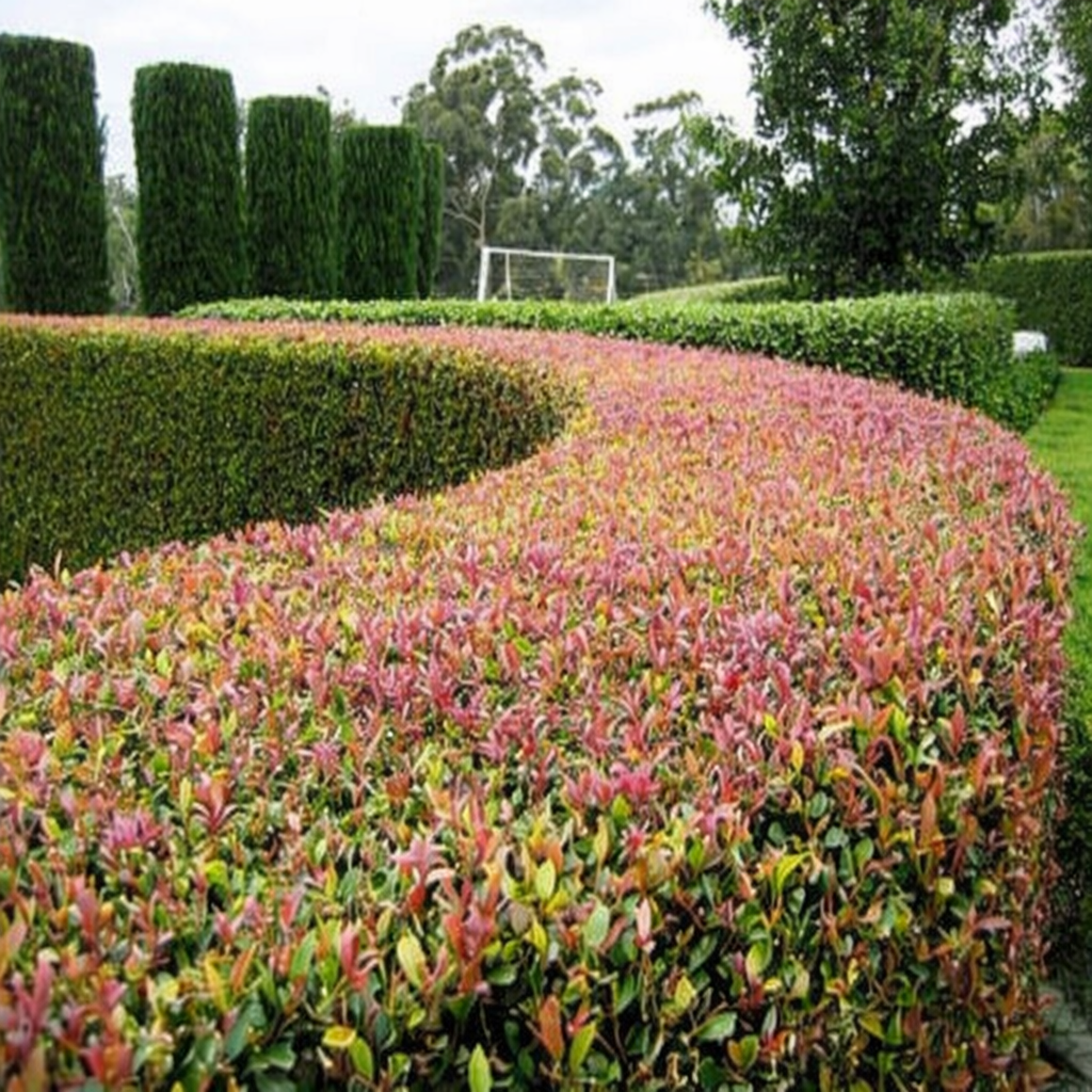Lilly Pilly 'Allyn Magic' - Acmena smithii