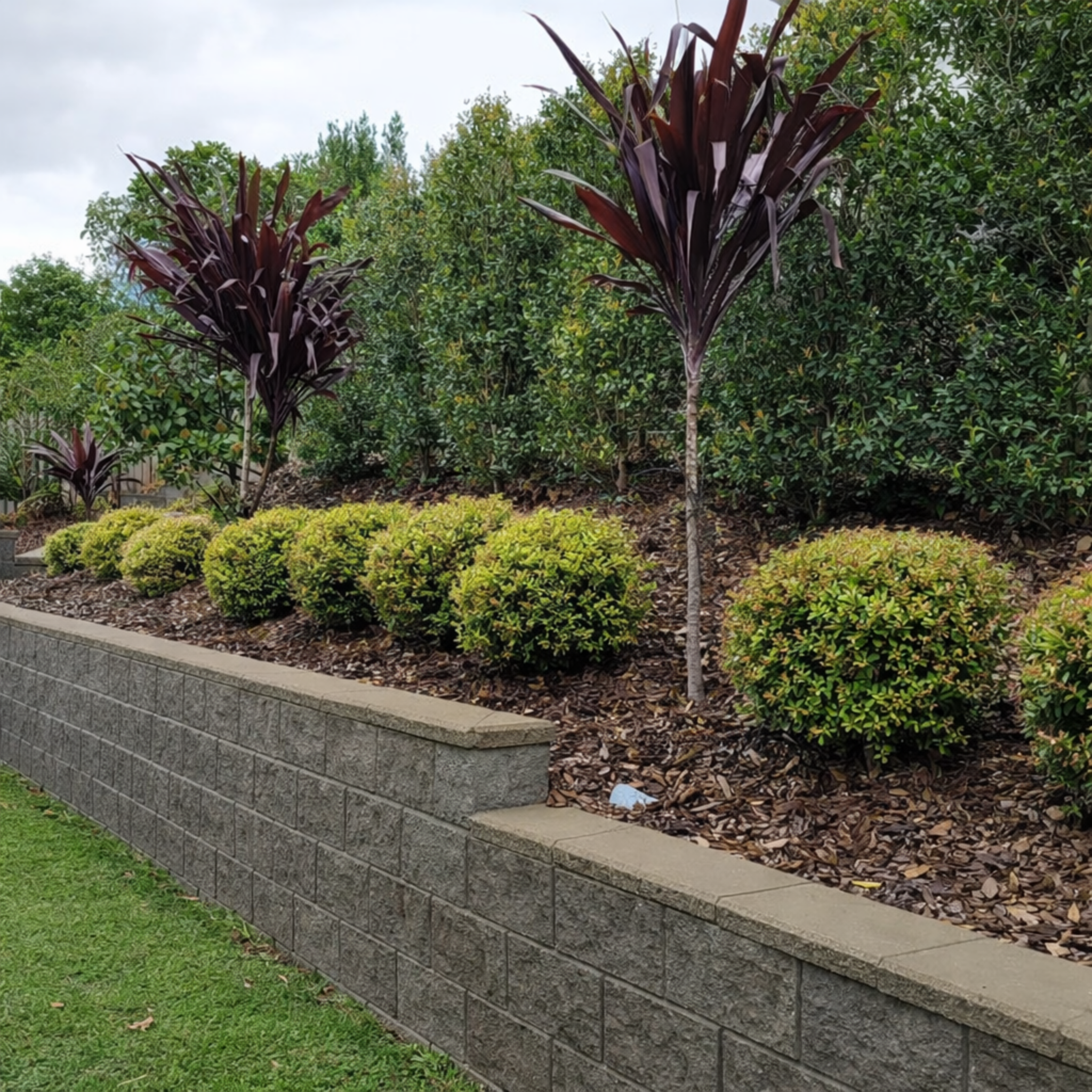 Lilly Pilly 'Allyn Magic' - Acmena smithii