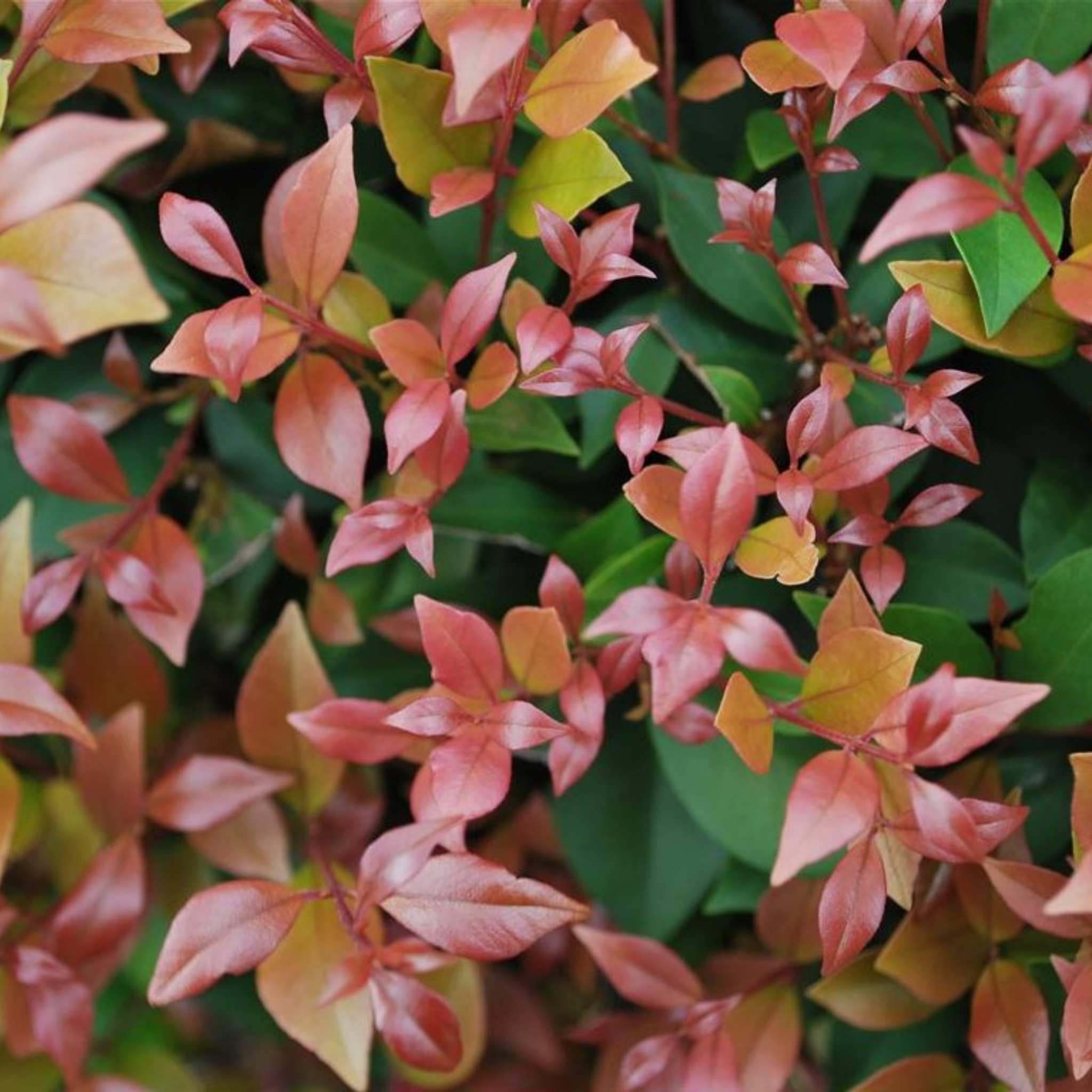 Lilly Pilly 'Allyn Magic' - Acmena smithii