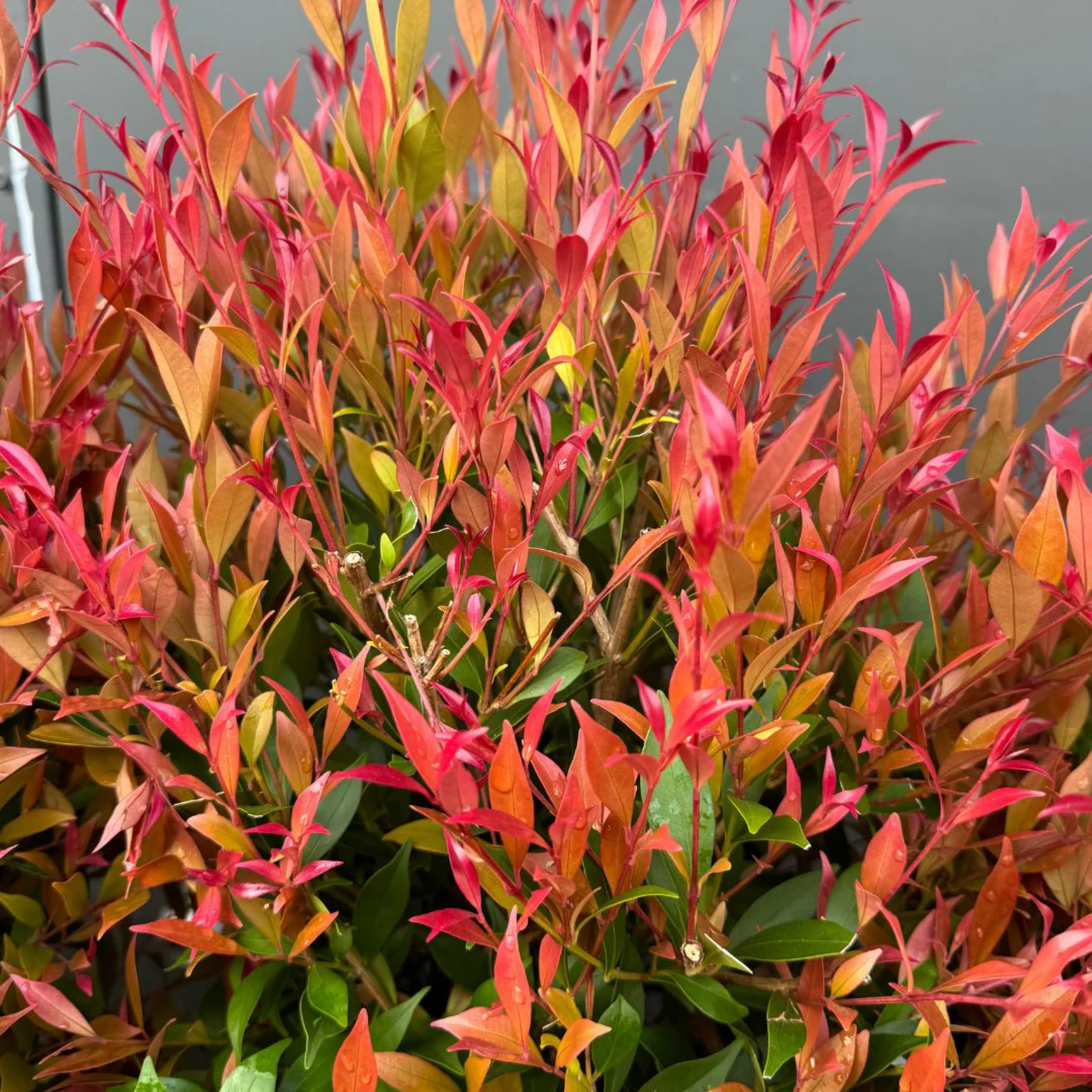 Lilly Pilly 'Orange Crush' - Acmena smithii