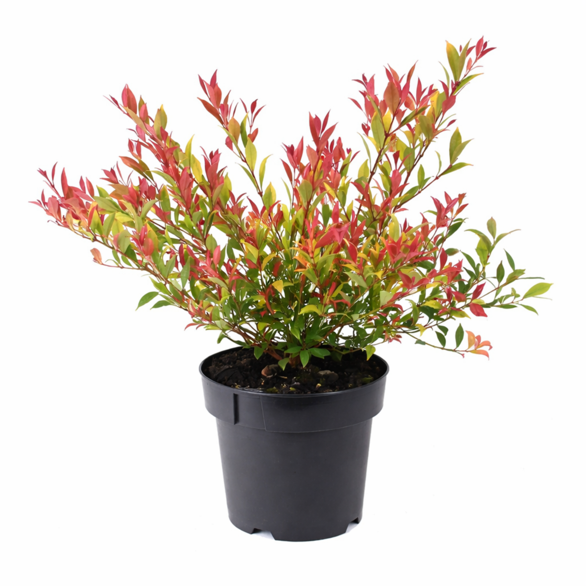 Lilly Pilly 'Orange Crush' - Acmena smithii