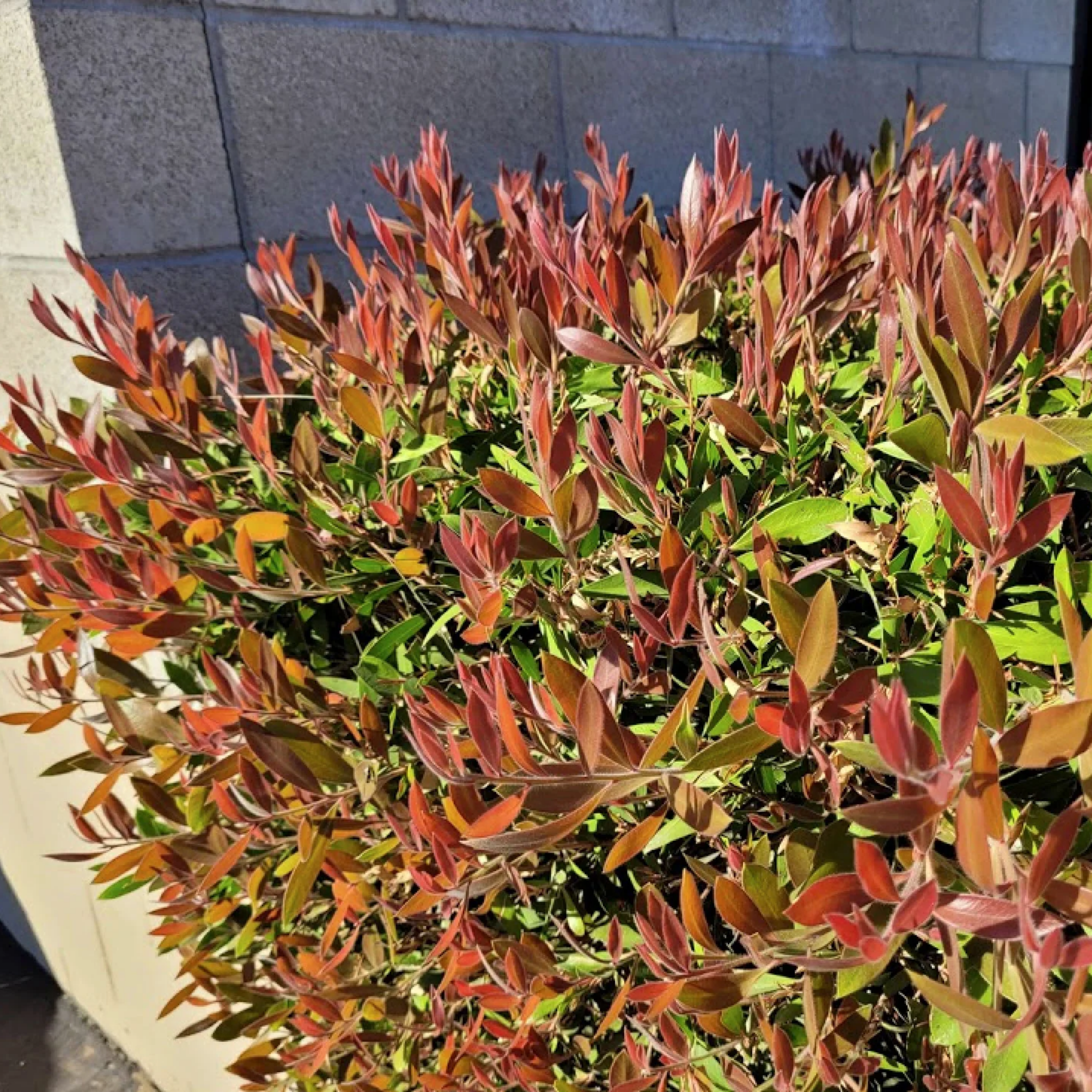 Lilly Pilly 'Orange Crush' - Acmena smithii