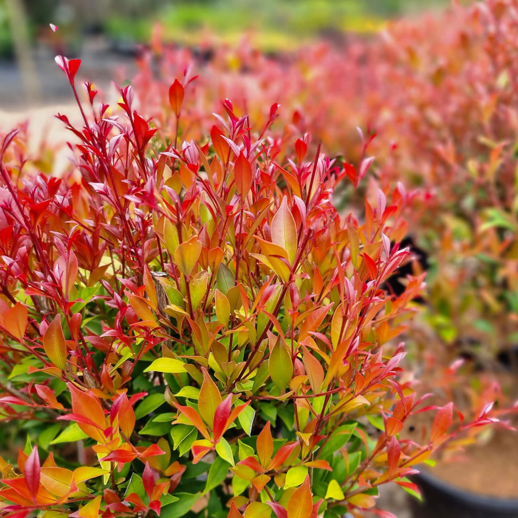 Lilly Pilly 'Minor Sunrise' - Acmena smithii