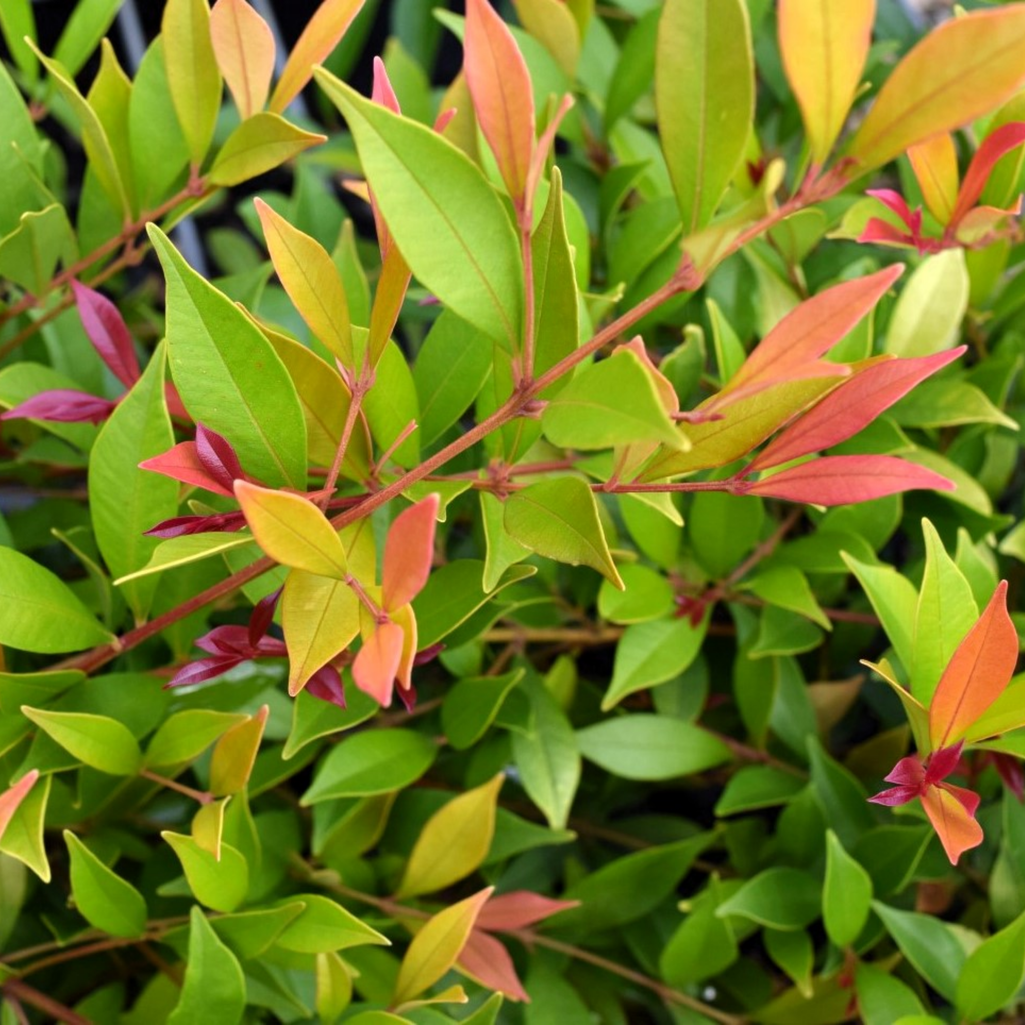 Lilly Pilly 'Minor Sunrise' - Acmena smithii