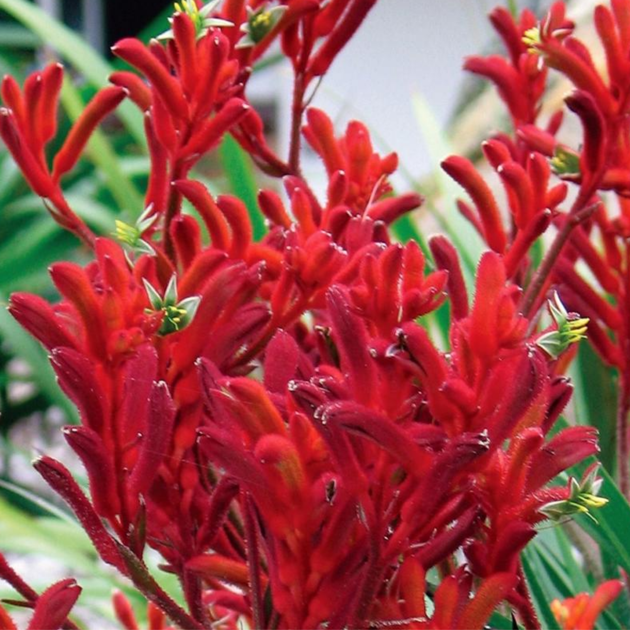 Bush Gems Kangaroo Paw 'Bush Inferno' - Anigozanthos hybrida