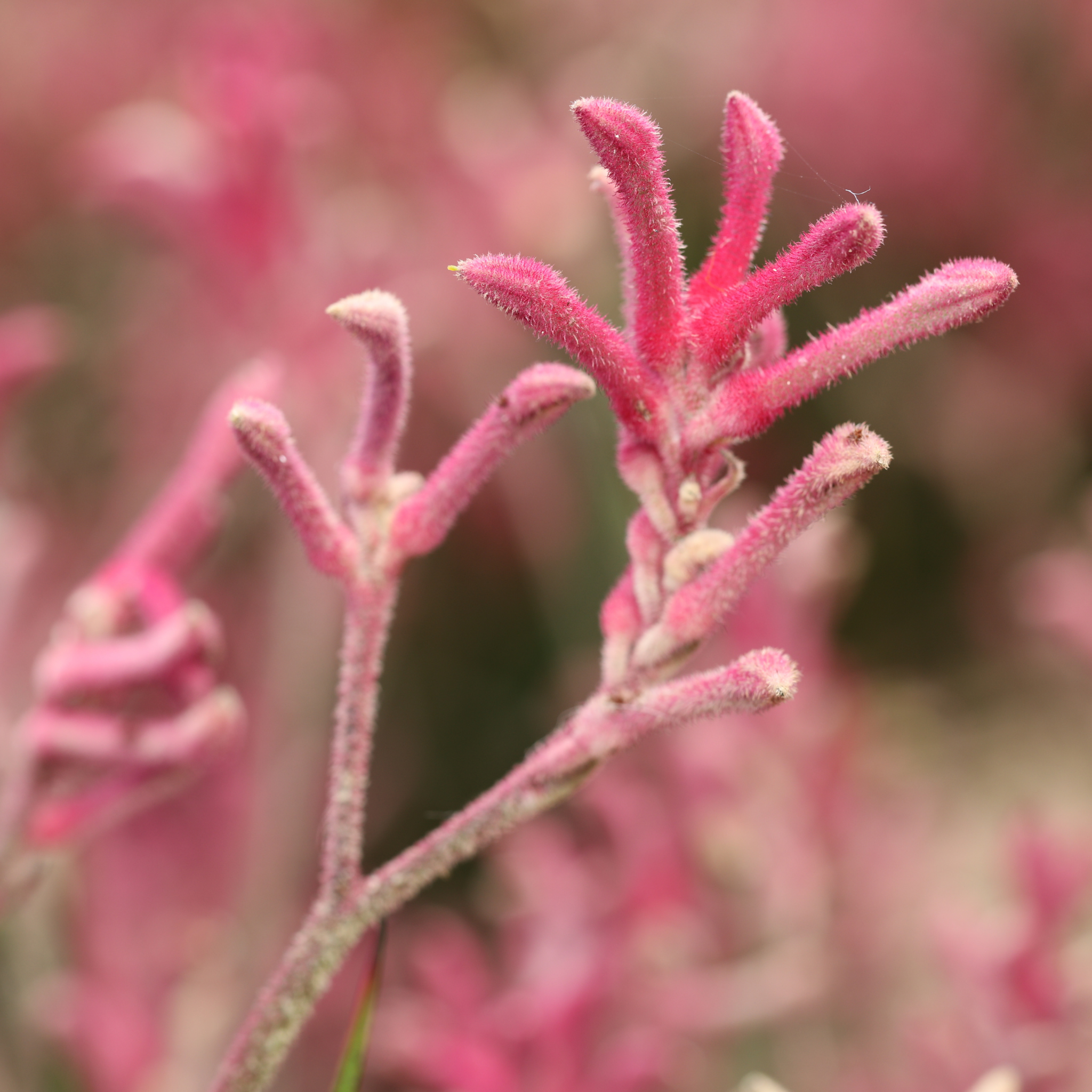Pink Kangaroo Paw ‘Bush Crystal’ - Anigozanthos hybrida