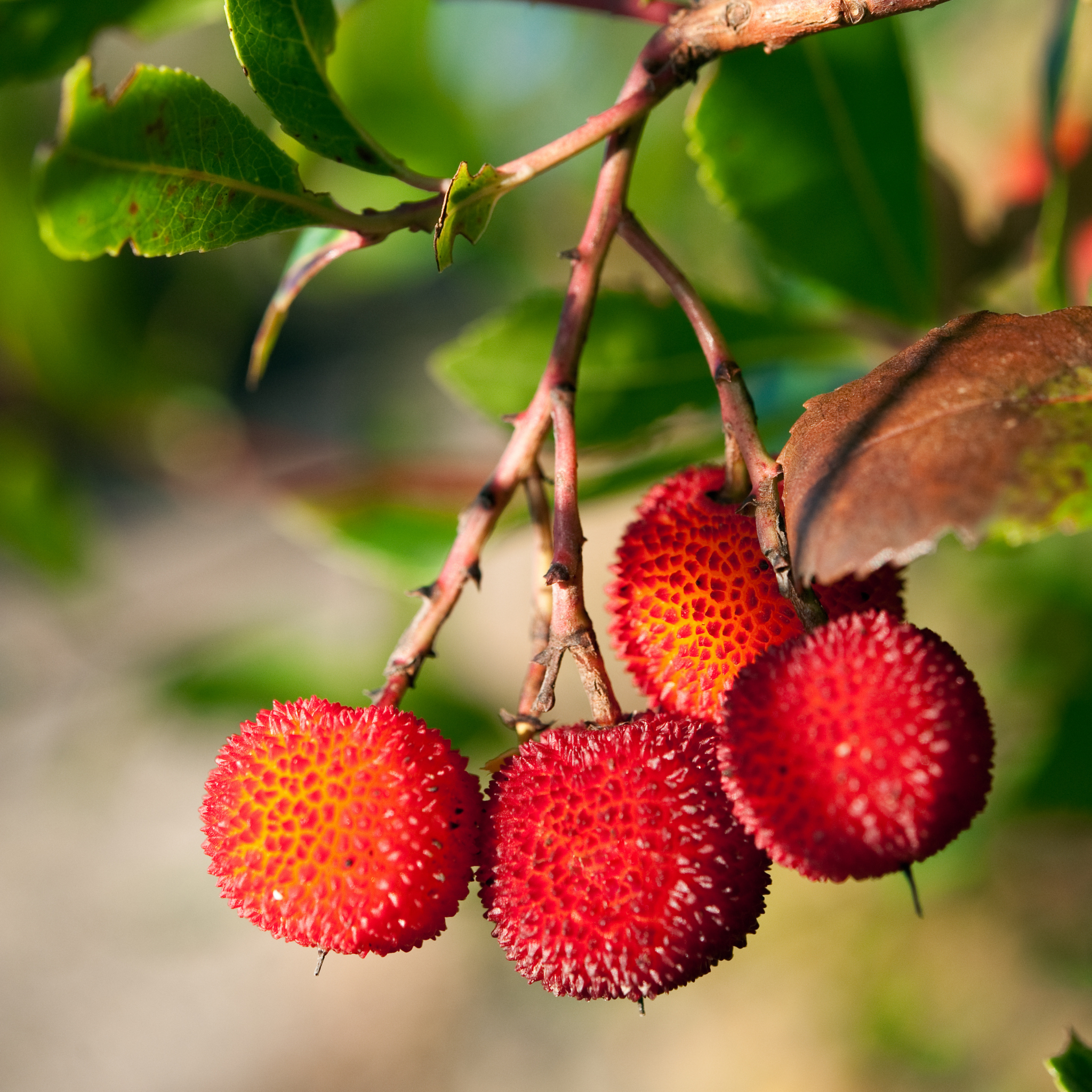 Red strawberries with a blurred green background