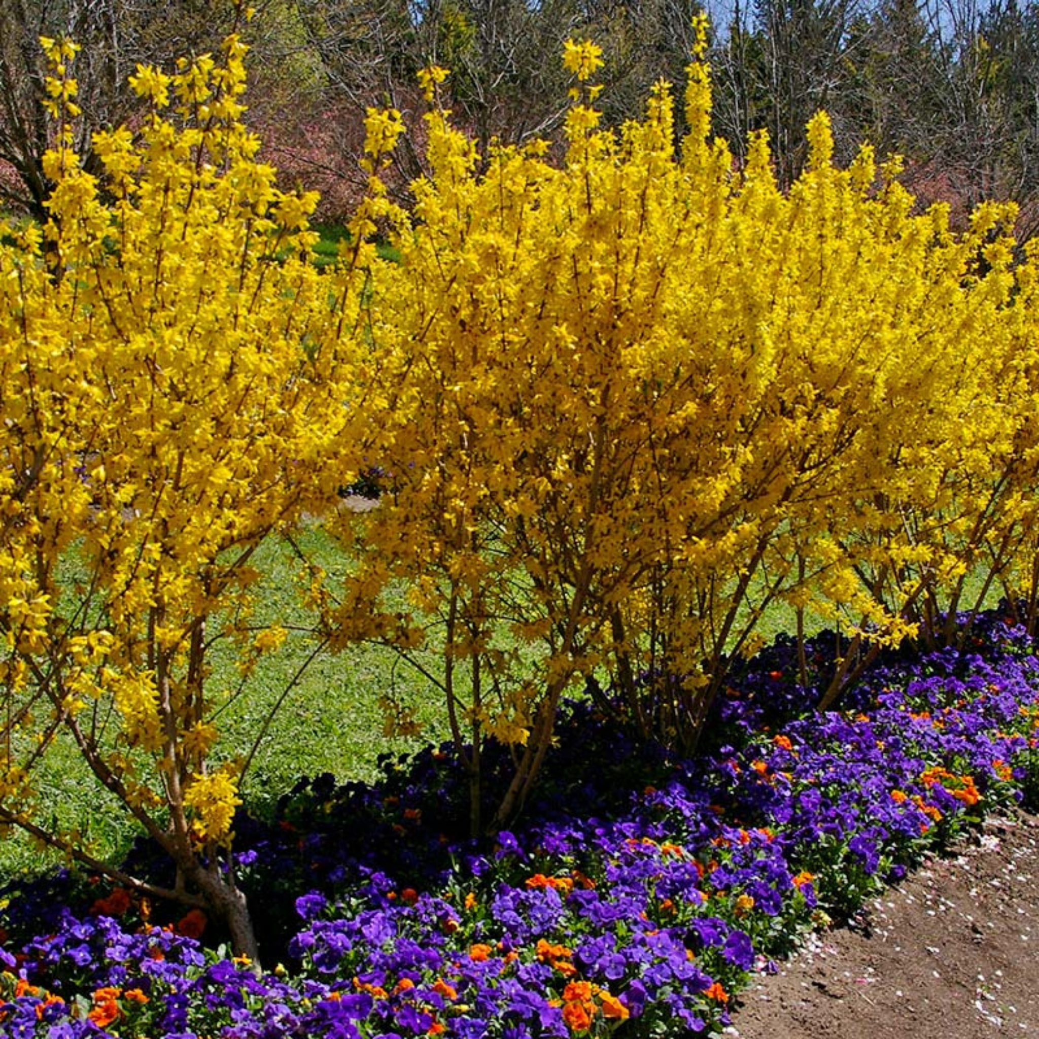 Border Forsythia - Forsythia intermedia Beatrix Farrand
