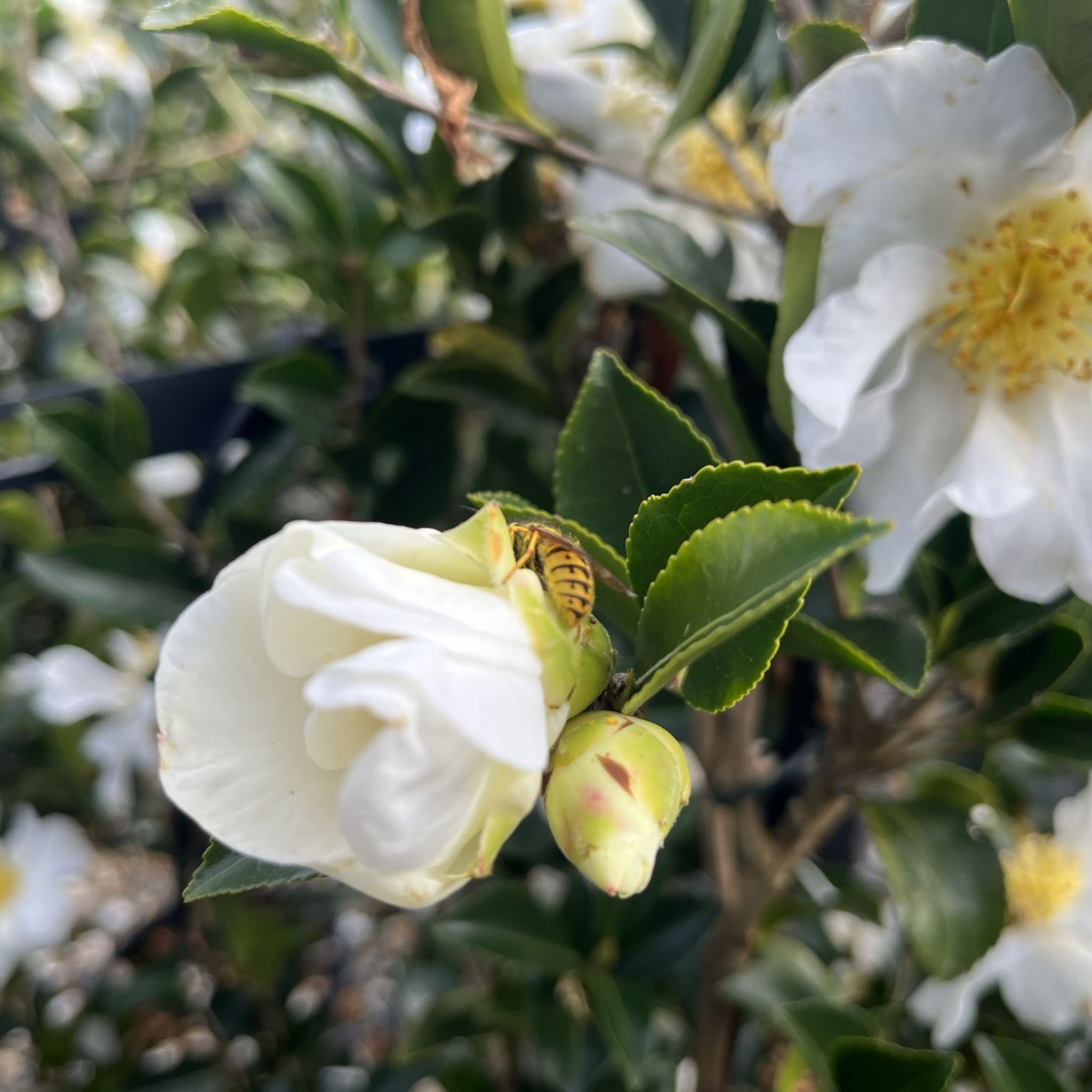 Camellia Setsugekka - Camellia sasanqua 'Setsugekka'