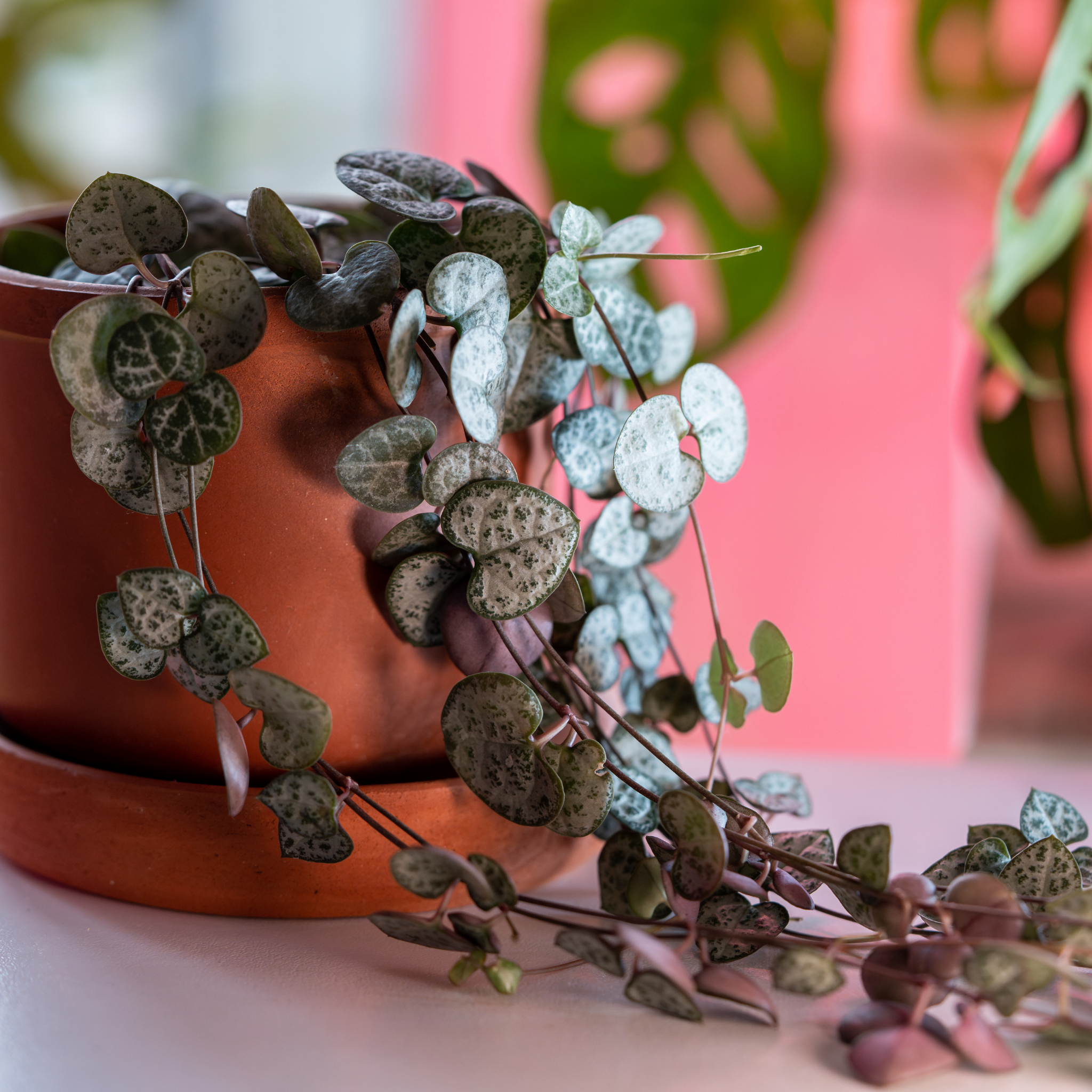 String of Hearts - Ceropegia woodii