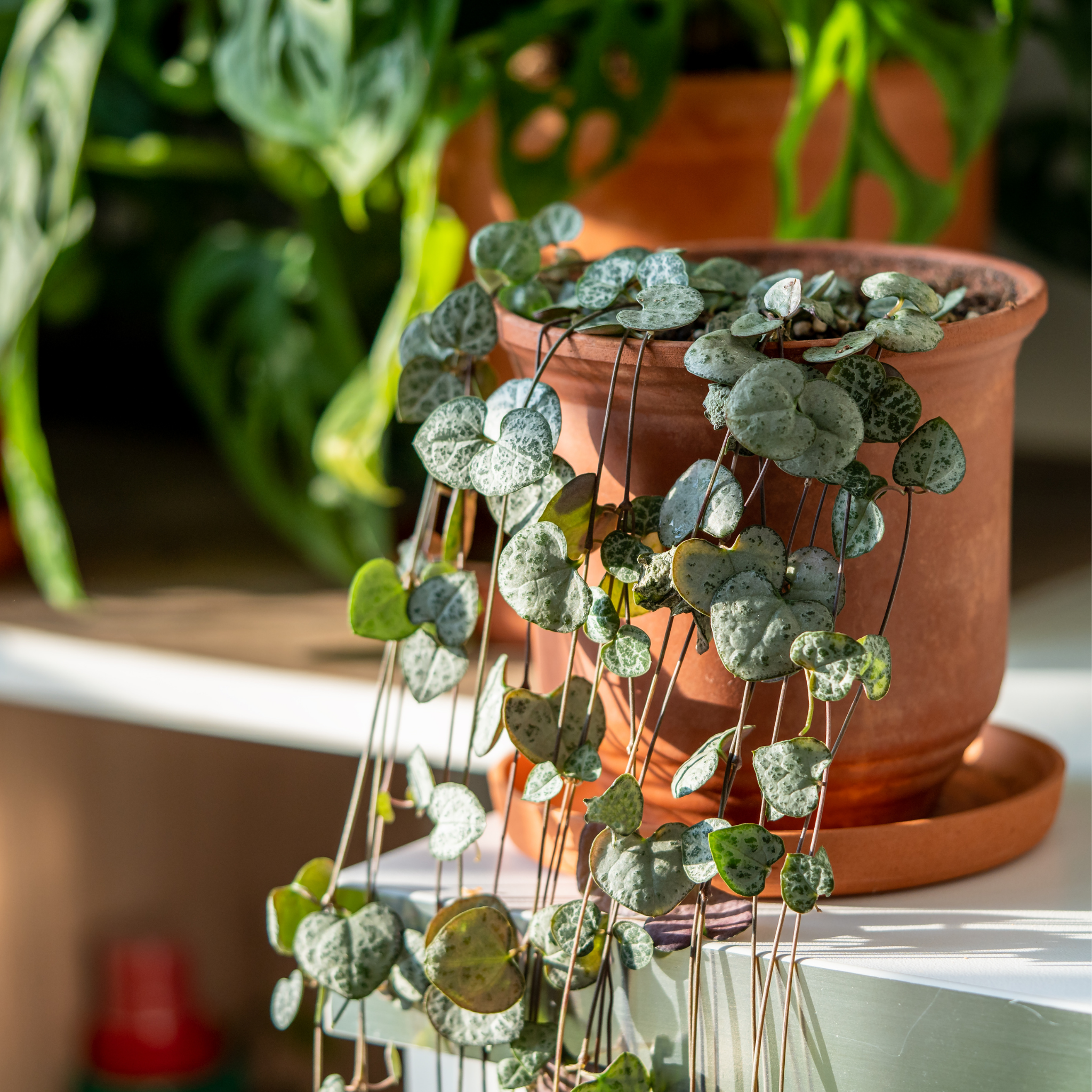 String of Hearts - Ceropegia woodii