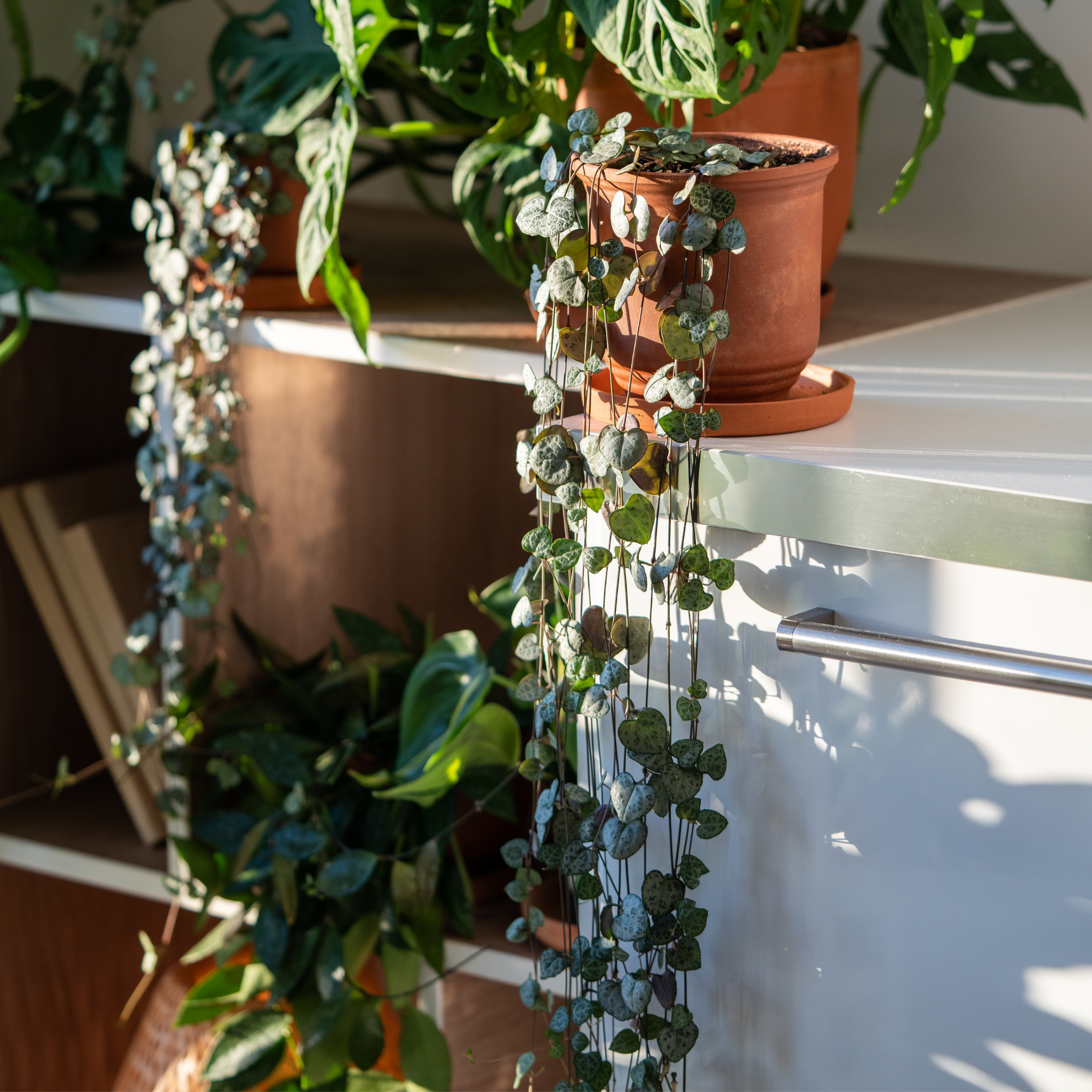 String of Hearts - Ceropegia woodii