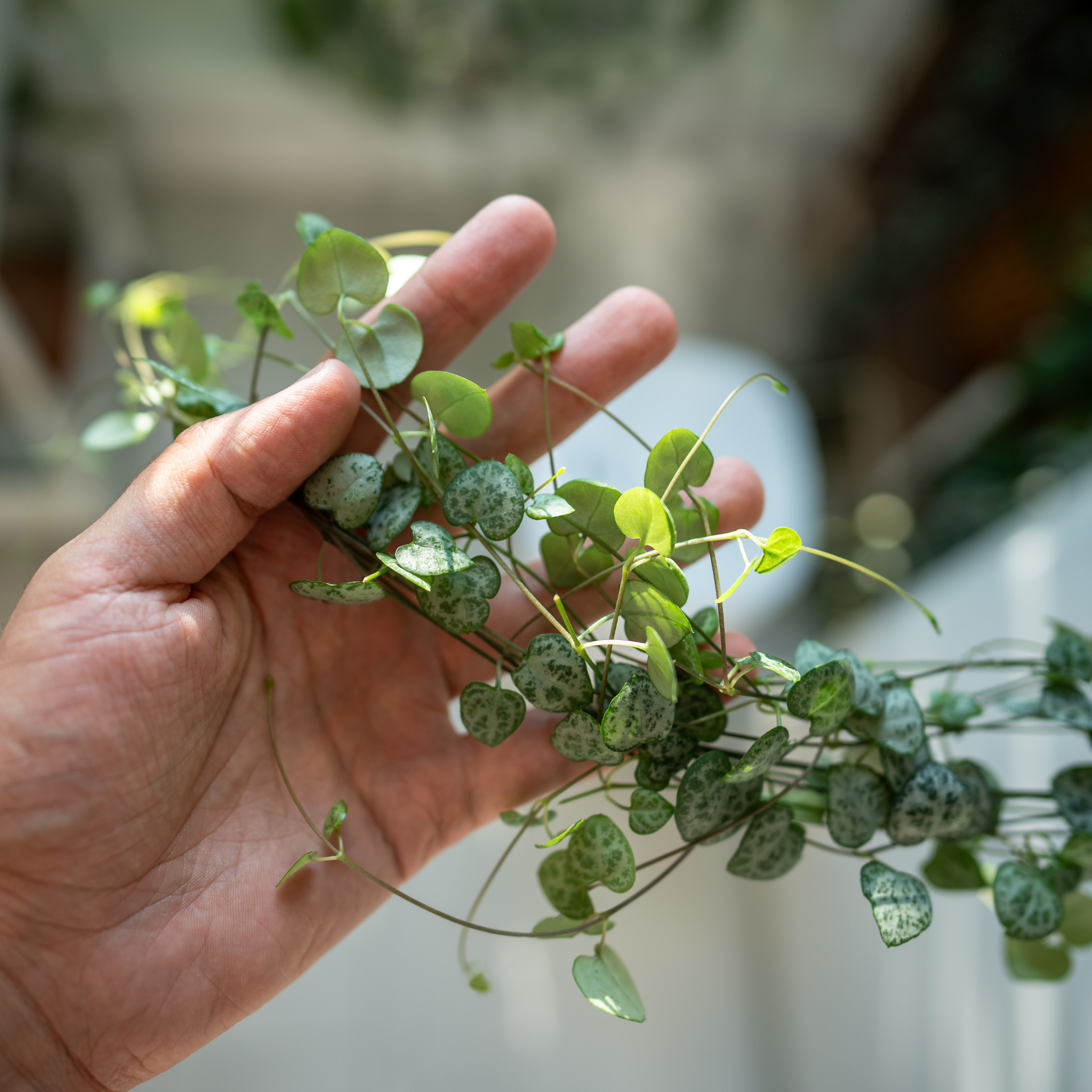 String of Hearts - Ceropegia woodii