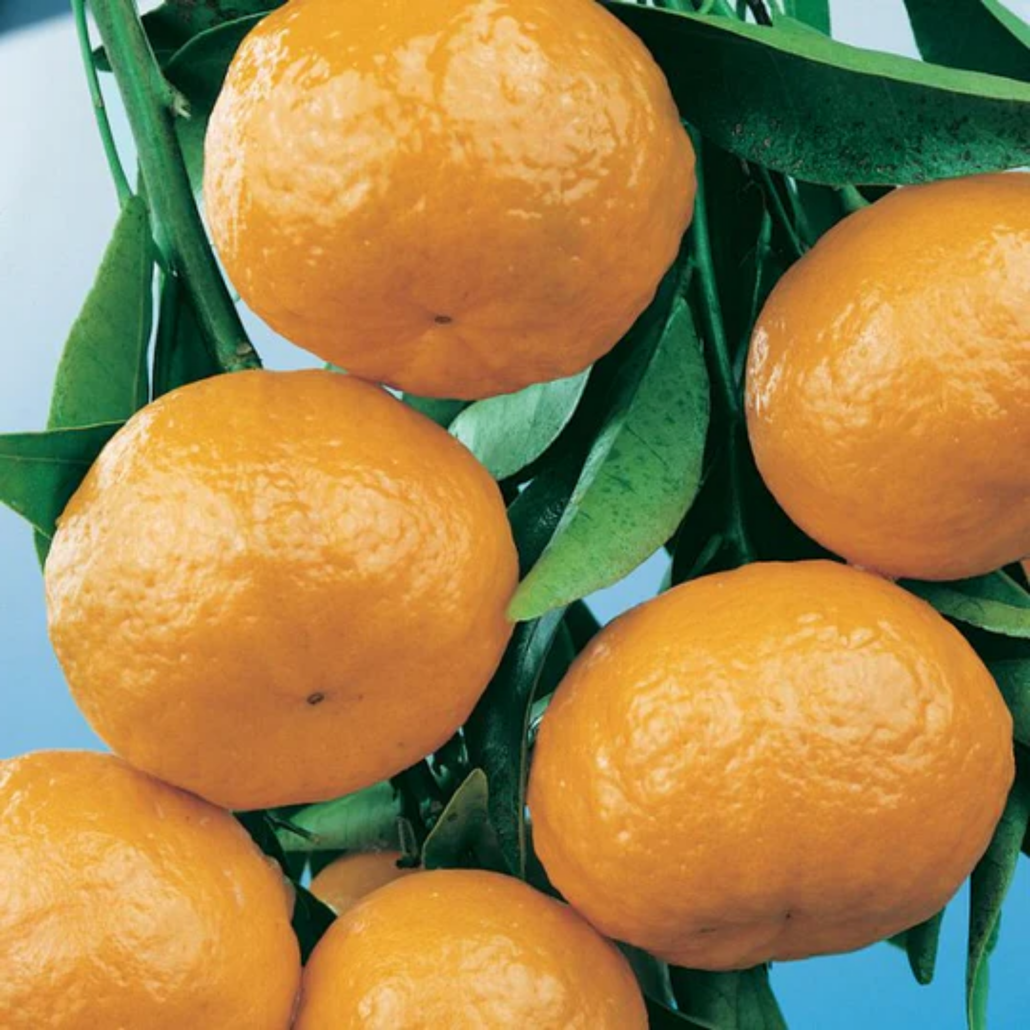 Close-up of mandarin oranges with green leaves on a blue background