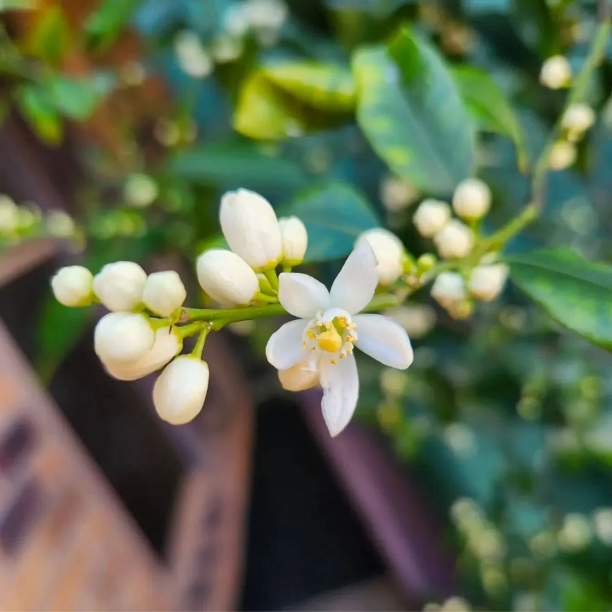 Close-up of white flowers with green leaves on a blurred background